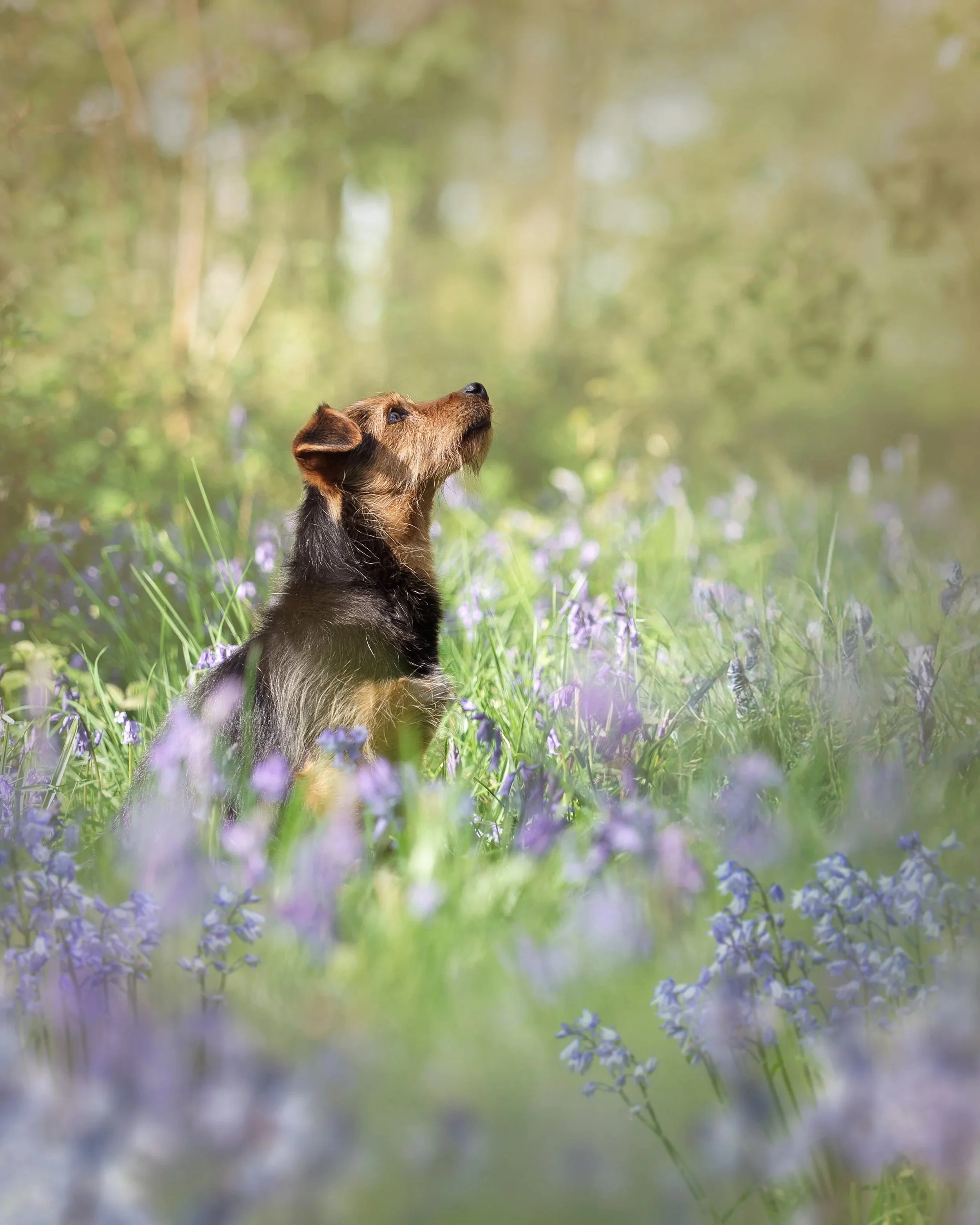 Dog sitting in a grassy field with purple flowers, looking upwards, with a blurry green and brown background.
