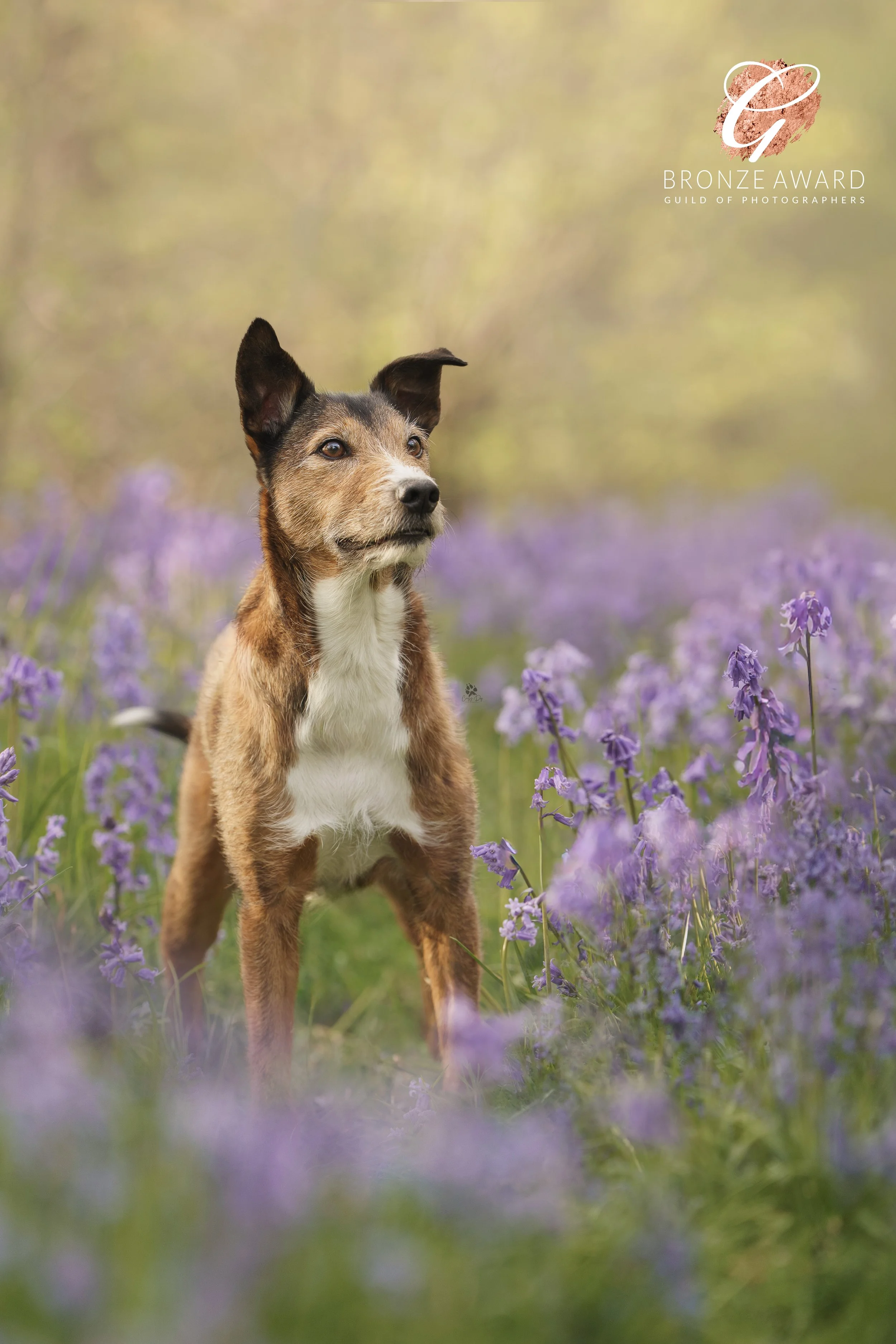 Bluebell Dreams BRONZE.jpg