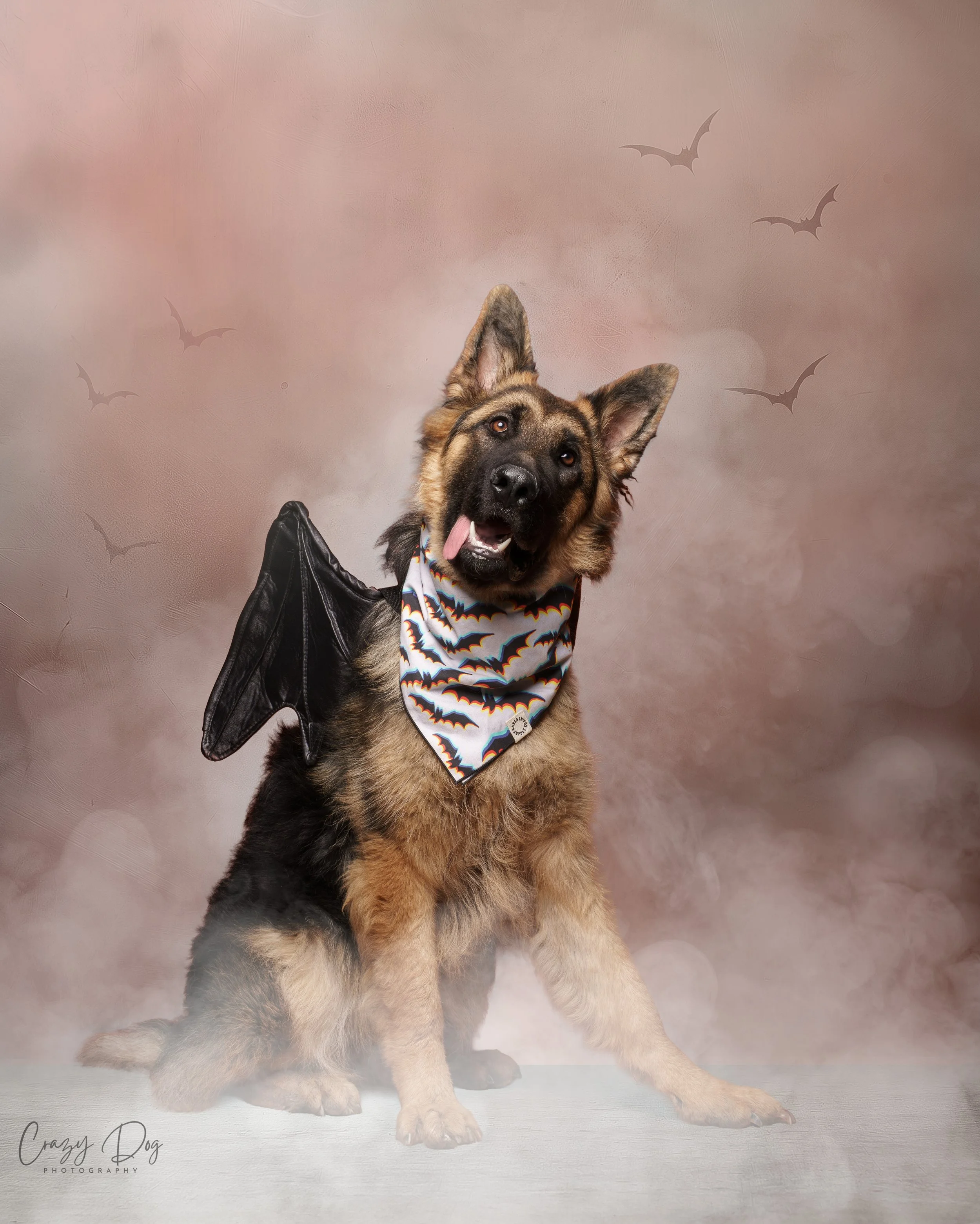German Shepherd dog dressed in bat costume with bat wings, colorful bat-patterned bandana, sitting against a Halloween-themed background with flying bat silhouettes.