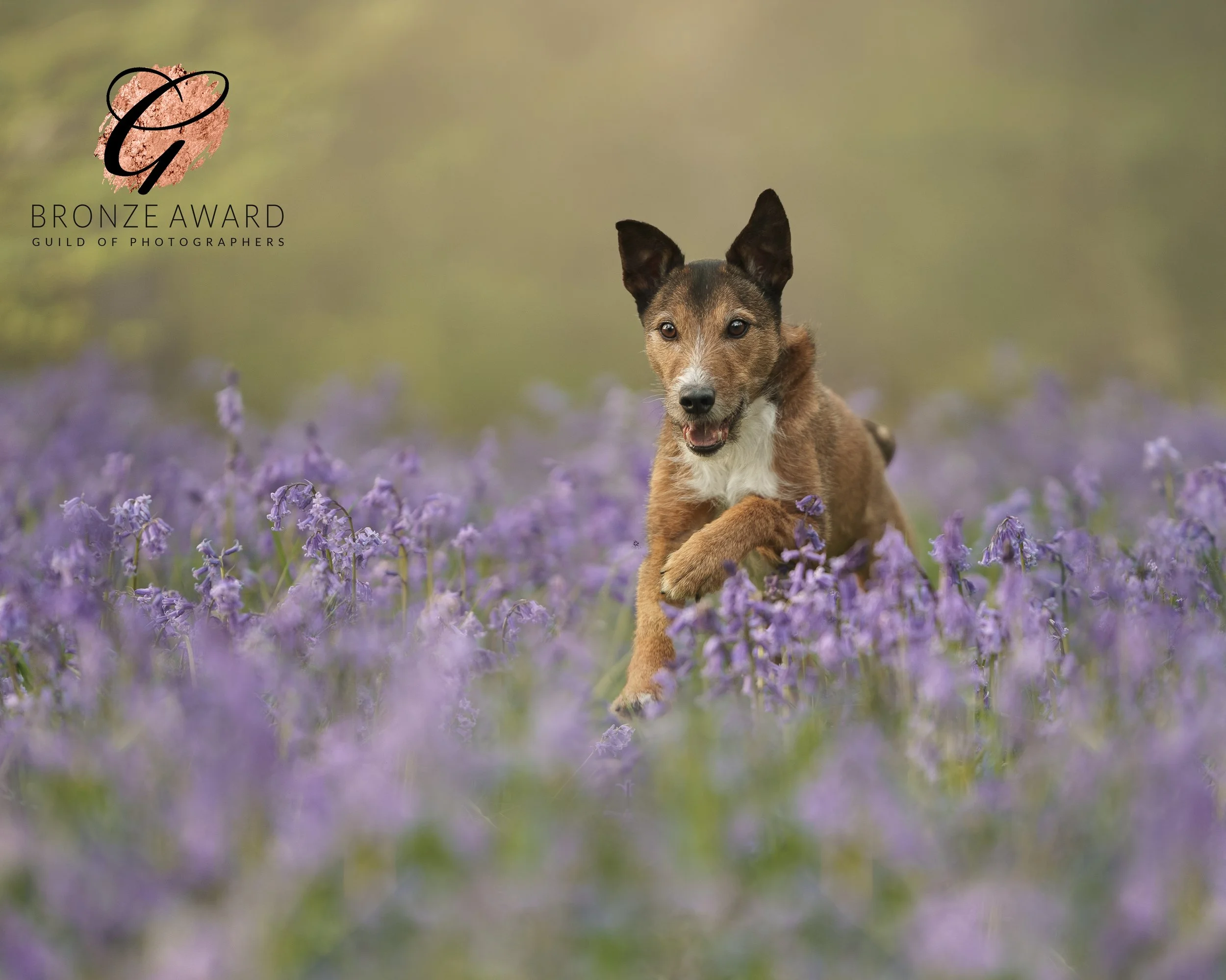 Bluebell Haze BRONZE.jpg