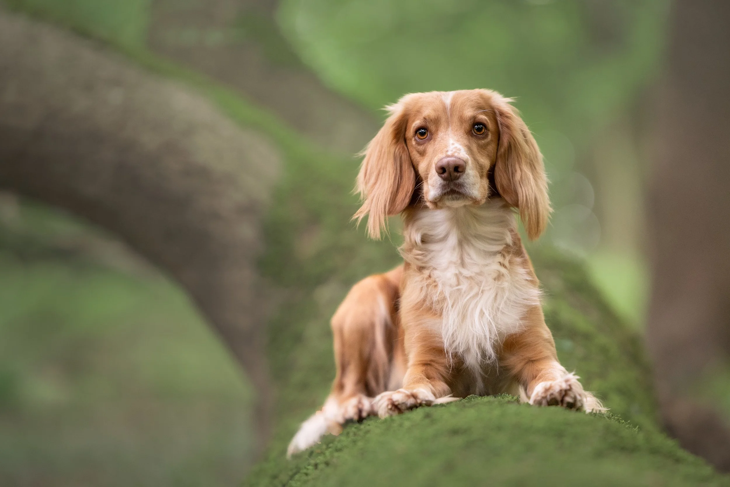 A cute dog, possibly a Cocker Spaniel, sitting on a mossy surface outdoors with blurred green foliage in the background.
