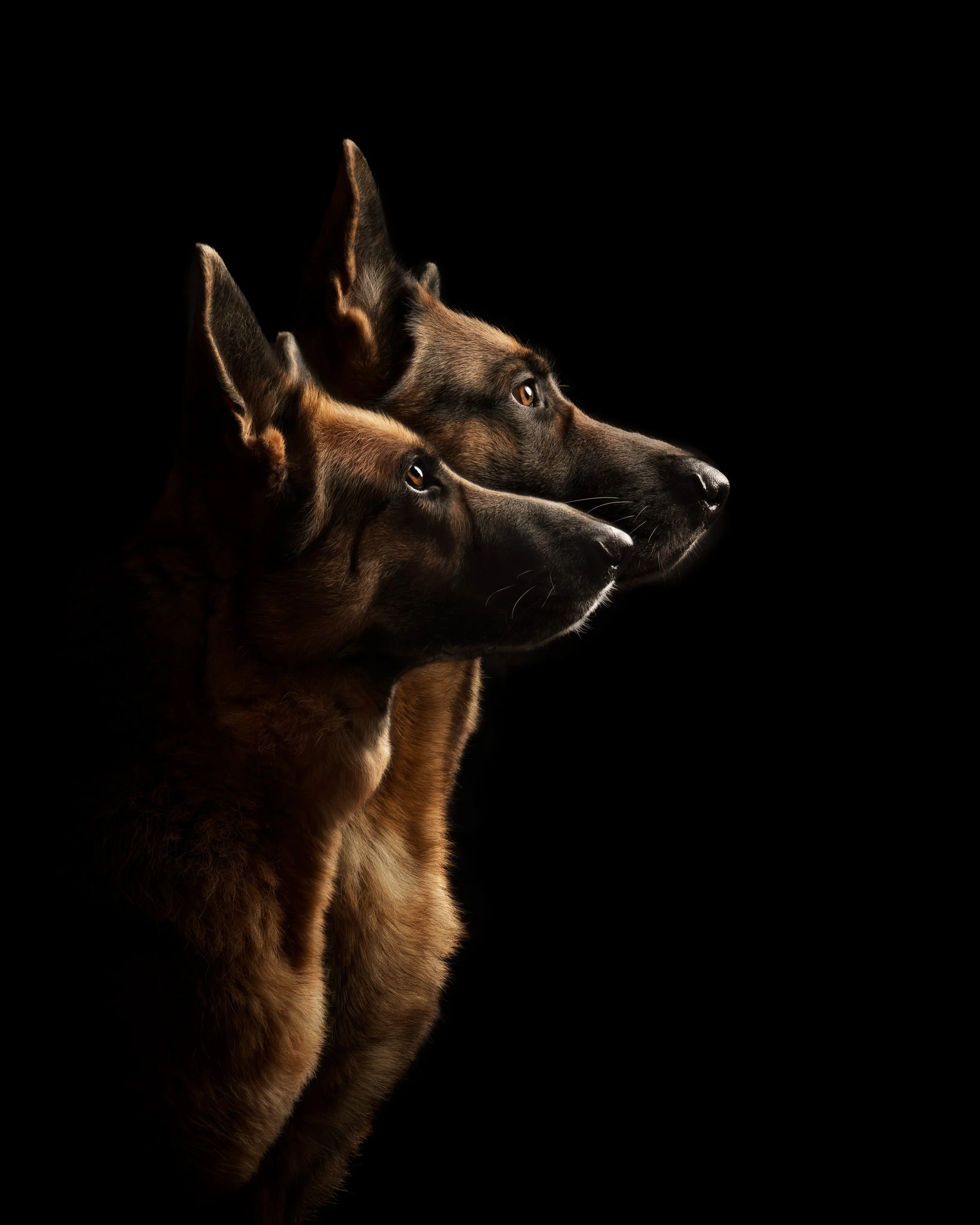 Two German Shepherd dogs with tan and black fur are looking to the right against a black background.