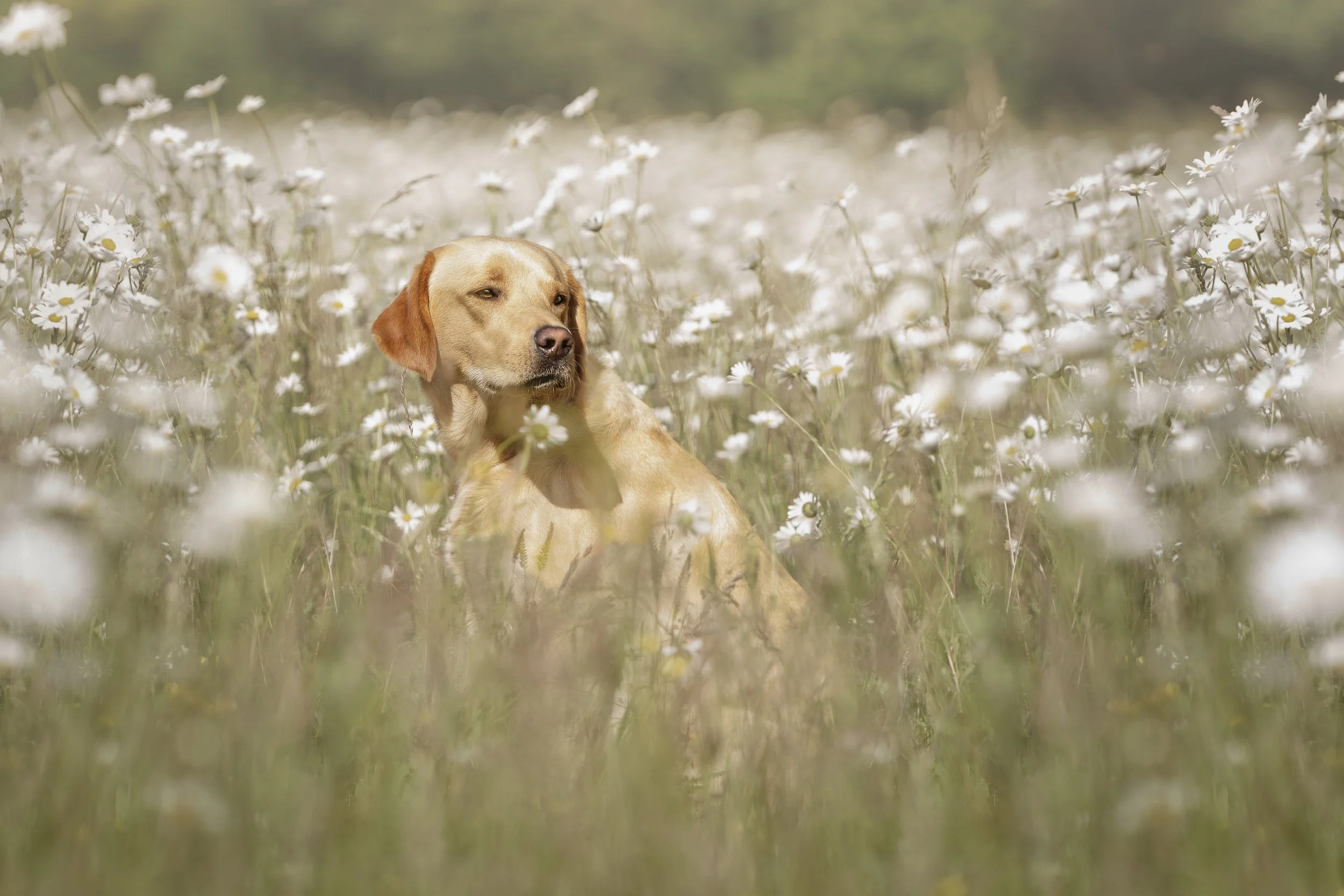 Wildflowers.jpg