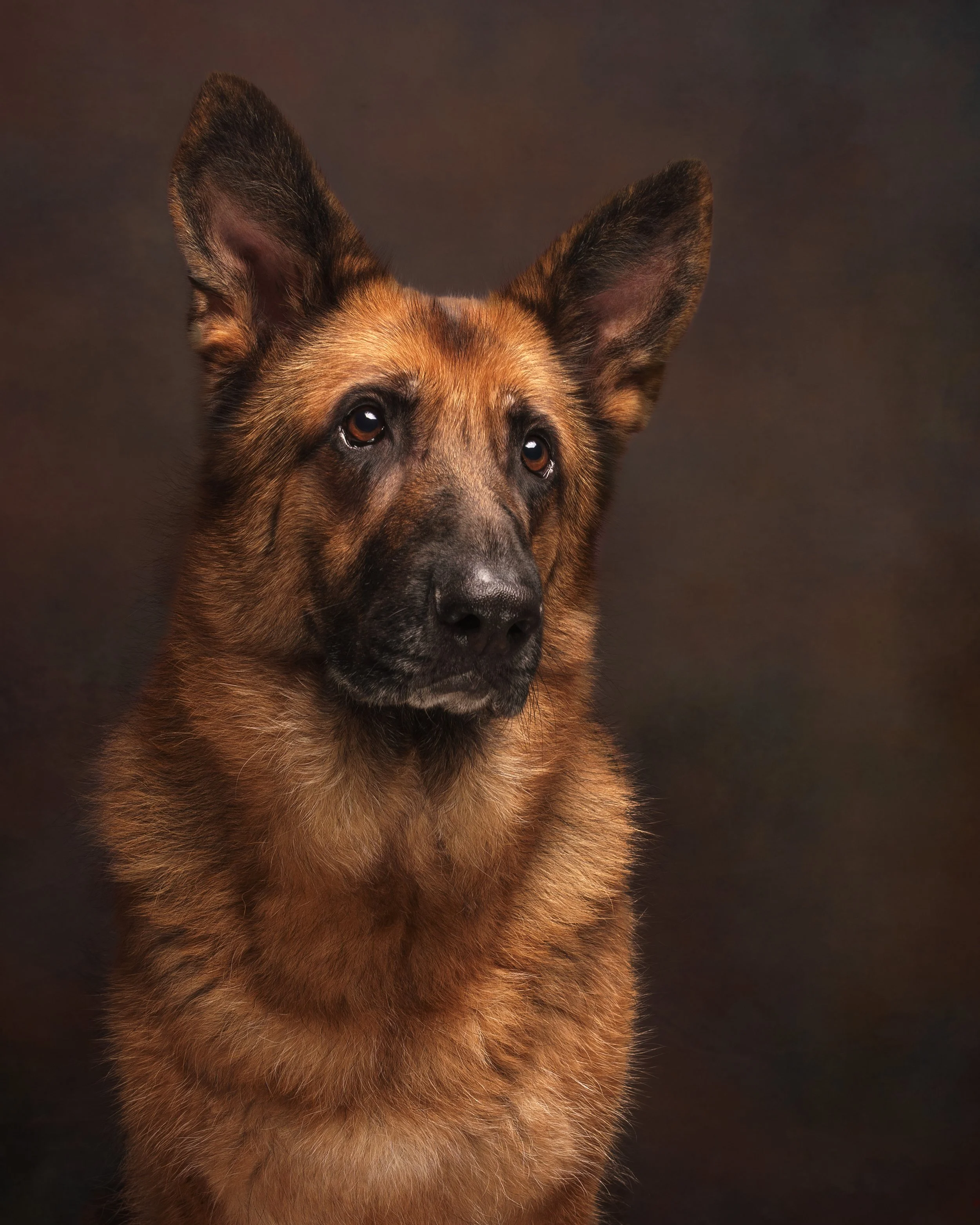 A German Shepherd dog looking attentively, with a dark background.