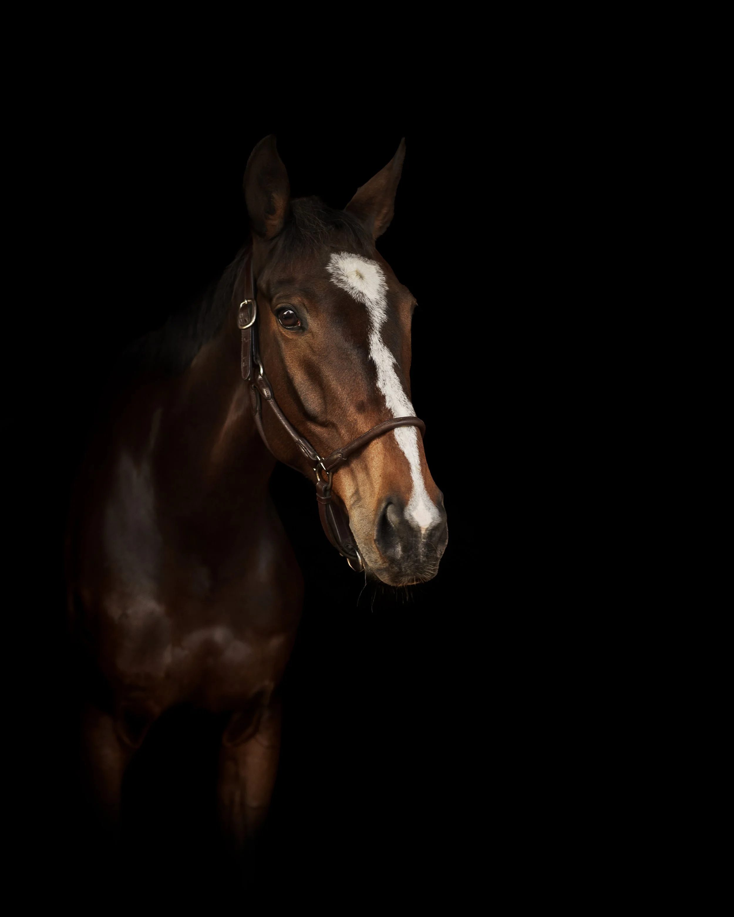 A brown horse with a white blaze on its face, wearing a brown bridle against a black background.