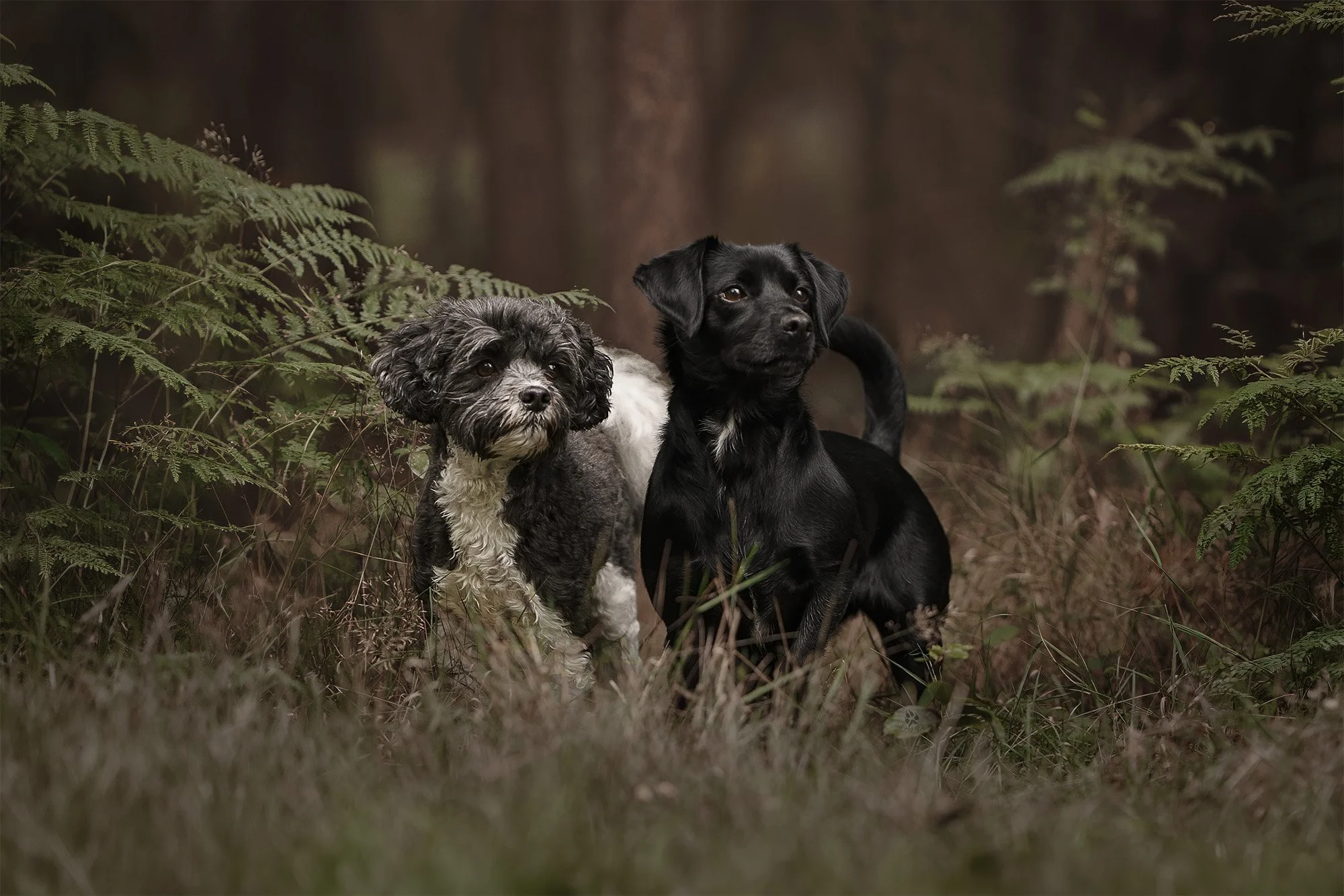 Roo & Tilly 1 SM.jpg