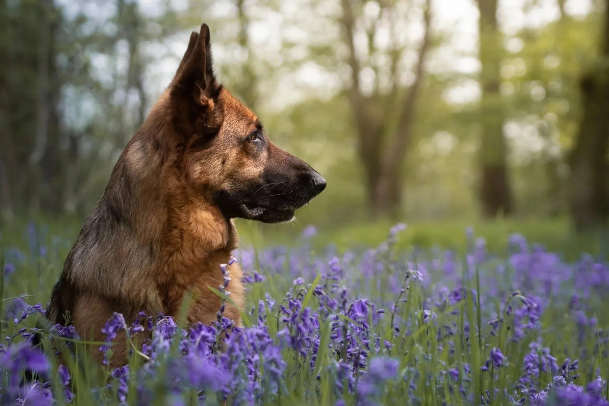 A German Shepherd dog sitting in a field of purple flowers in a forest, looking to the right.