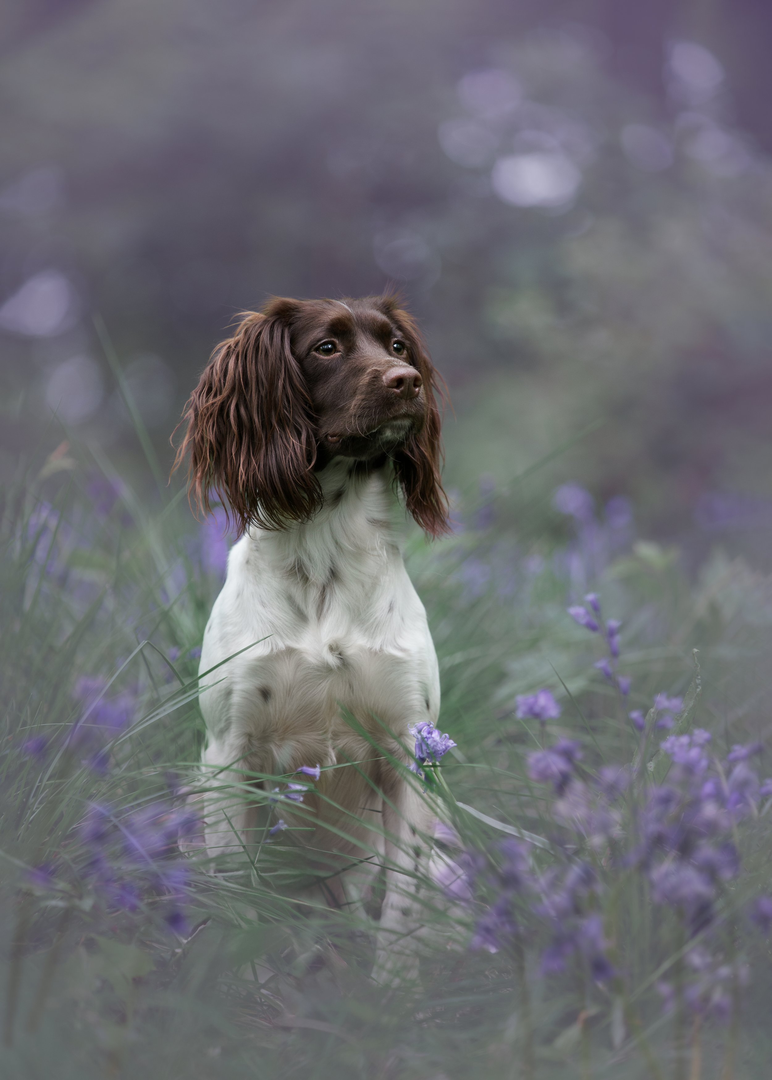 A brown and white English Springer Spaniel dog sitting in a field of purple flowers with a blurred background.
