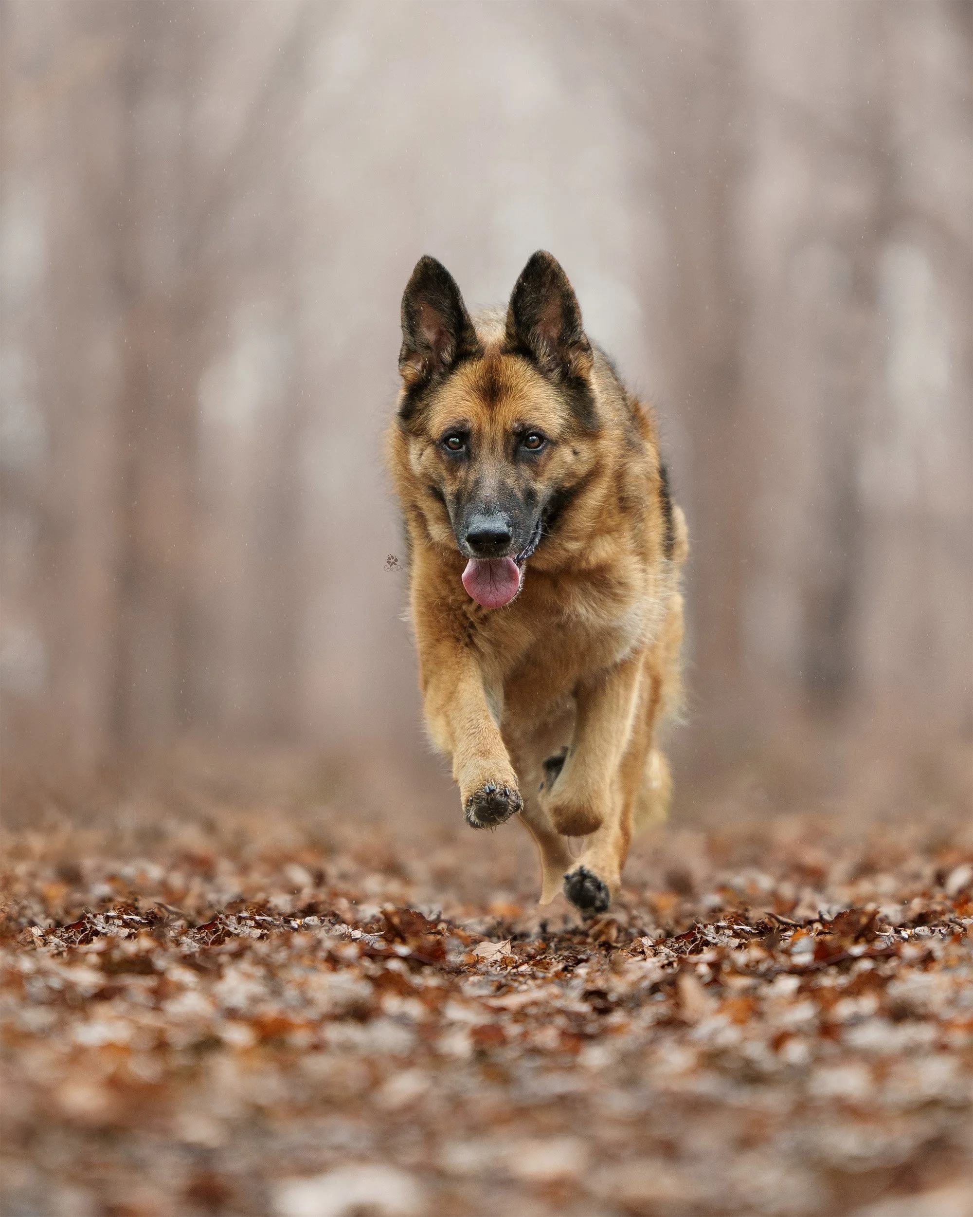 Etta hell for leather.jpg