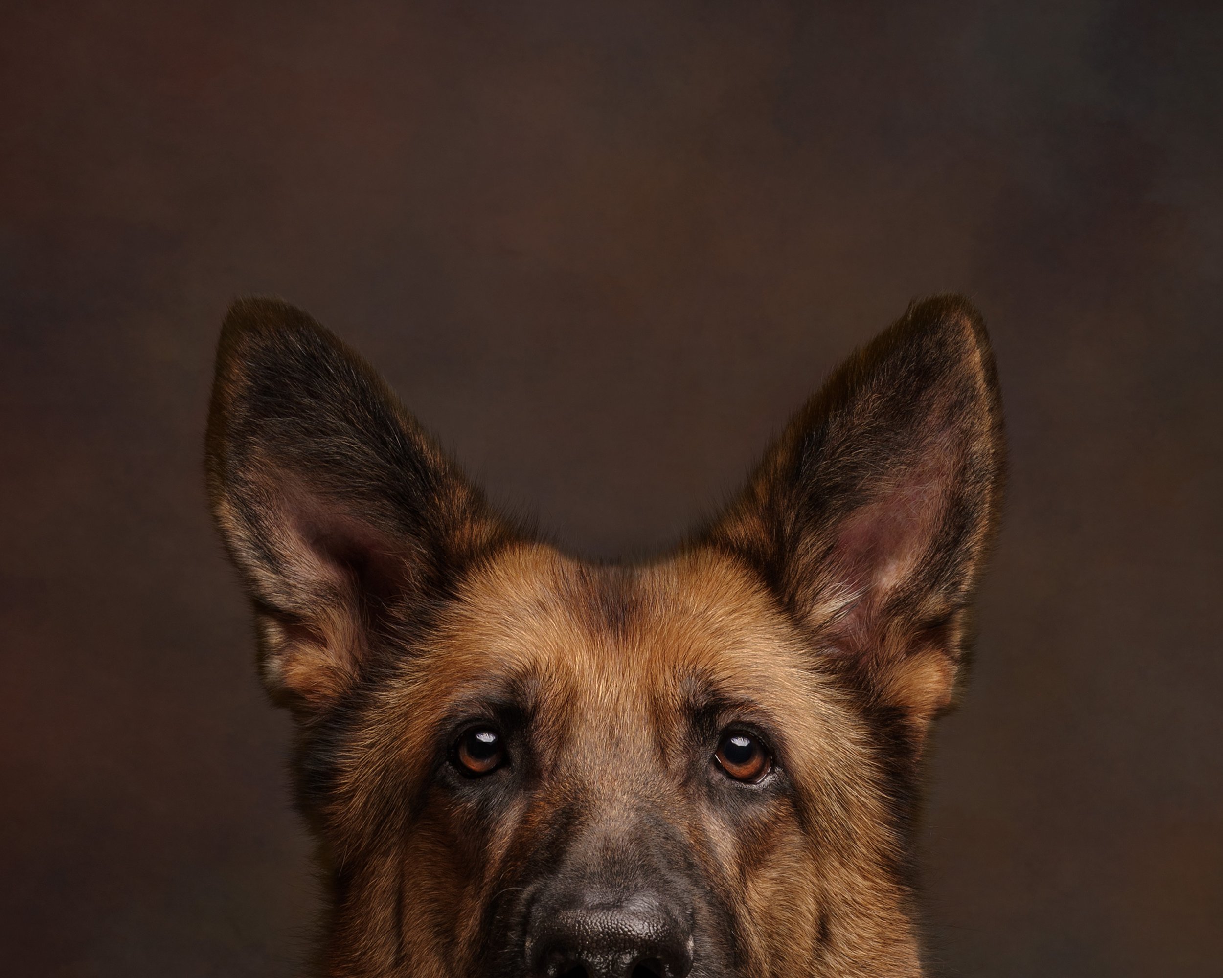 Close-up of a German Shepherd dog's face with large erect ears against a dark brown background.
