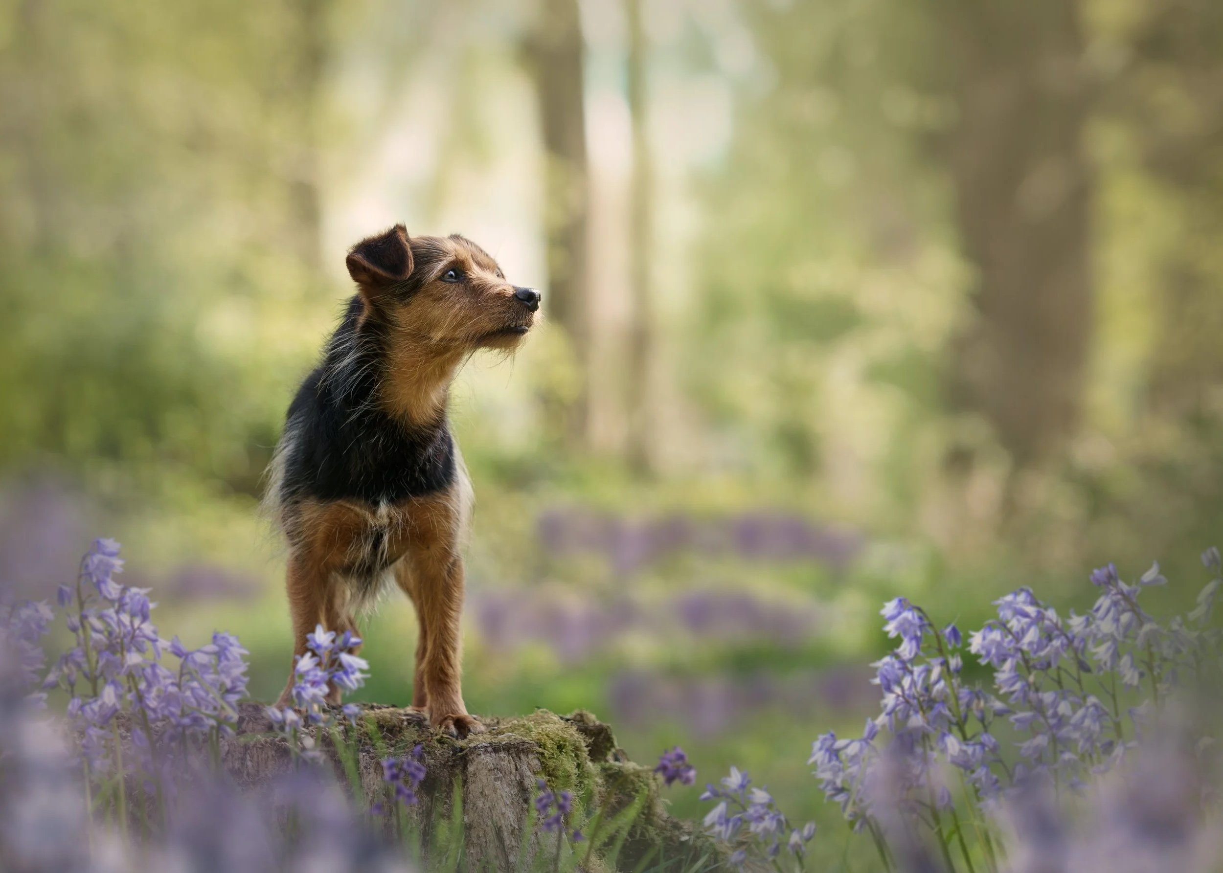 A small dog with brown and black fur stands on a tree stump in a forest with purple flowers in the foreground and a blurred green forest background.