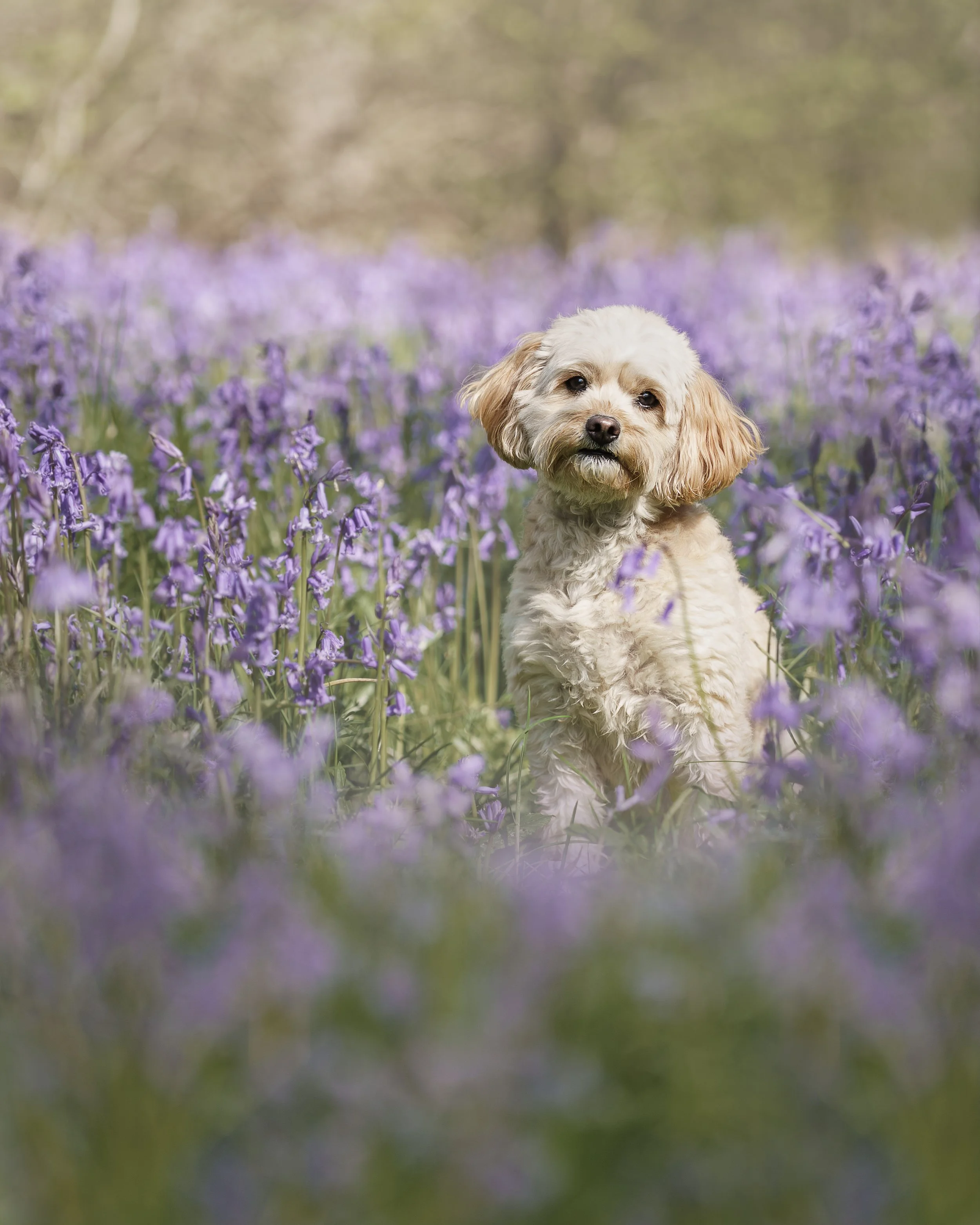 A small, light-colored dog with floppy ears sitting in a field of purple flowers, with a blurred green and purple background.