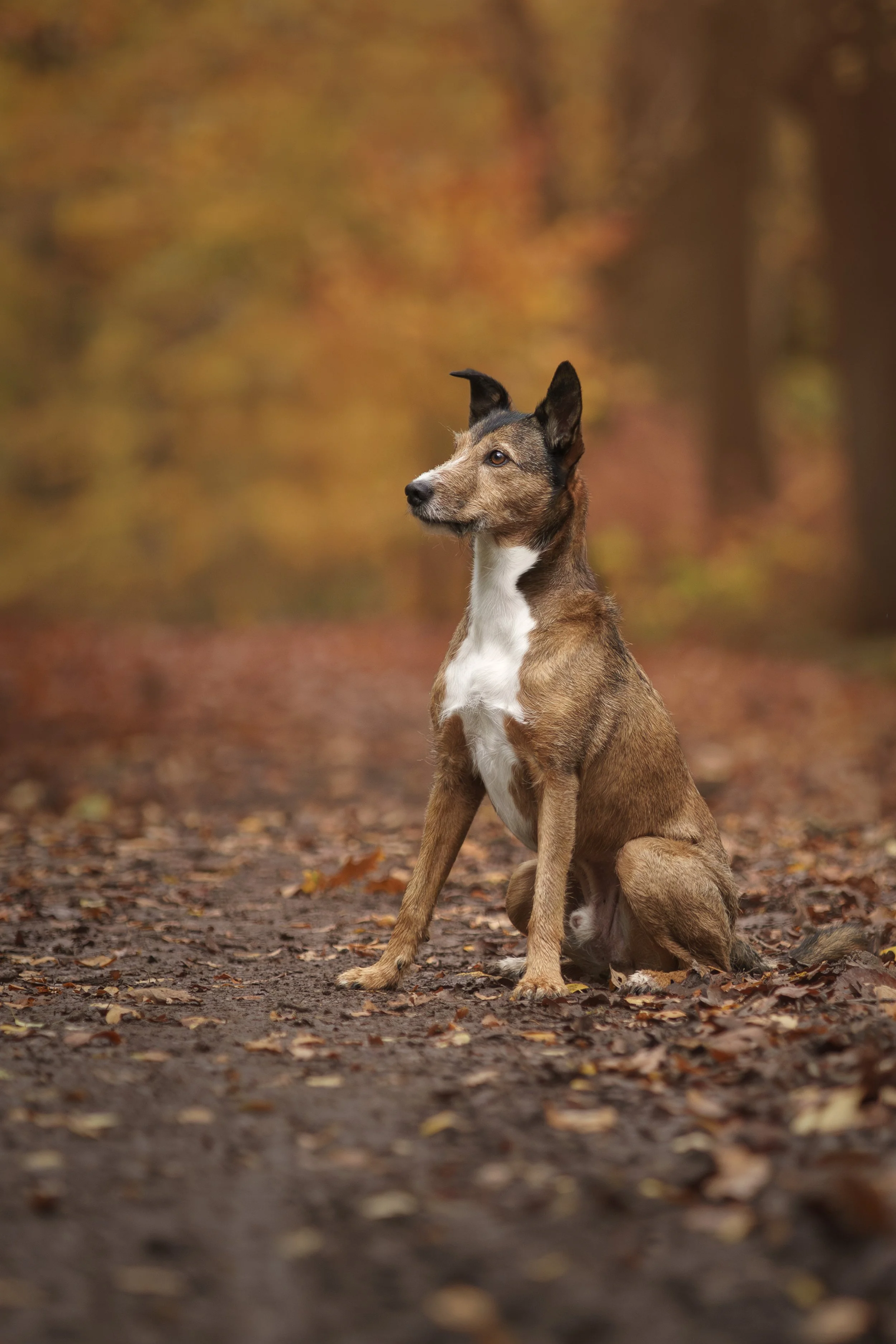 A dog sitting on a leaf-covered forest trail during autumn with colorful fall foliage in the background.