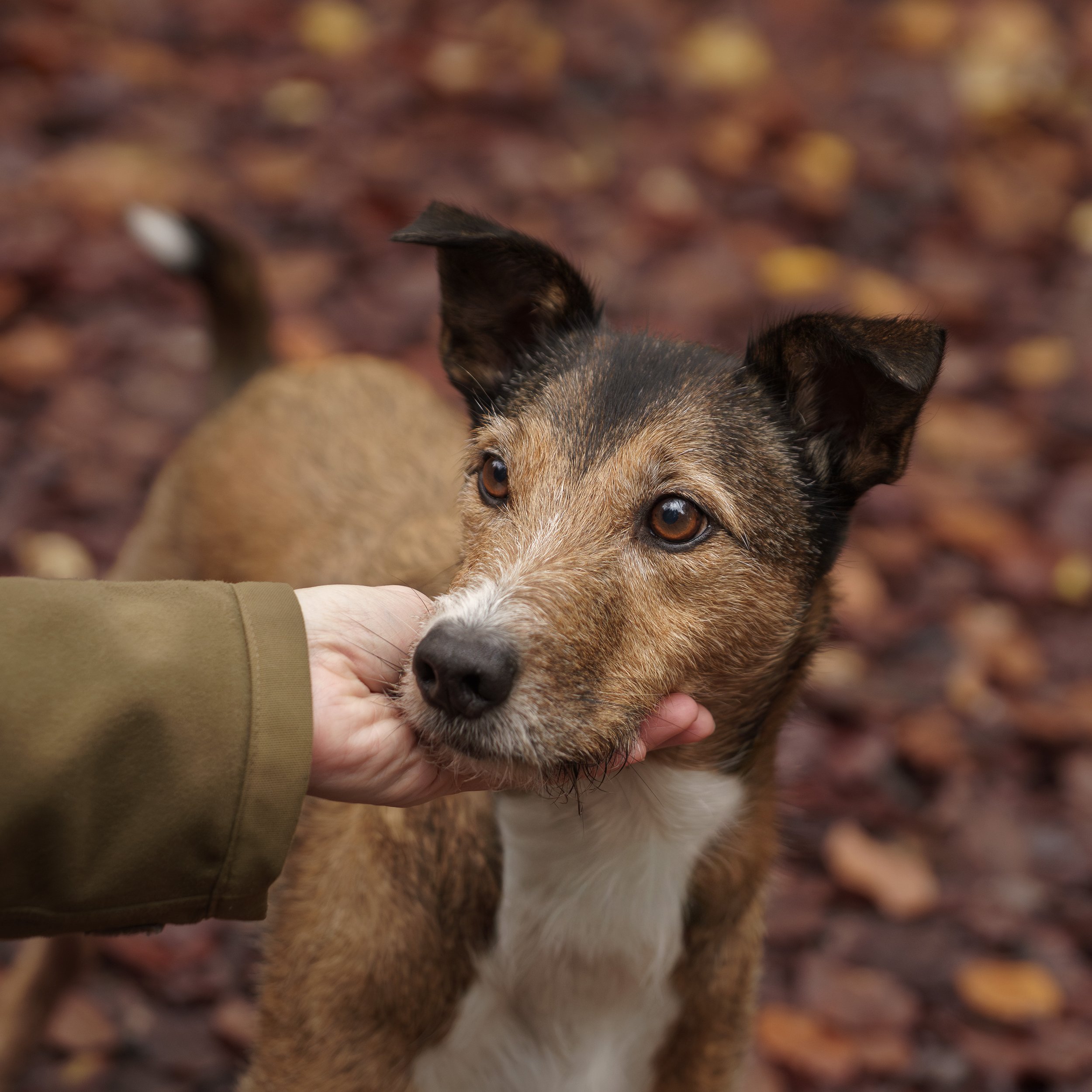 A dog with brown and black fur being gently touched on the chin by a person's hand in an outdoor park with fallen leaves.