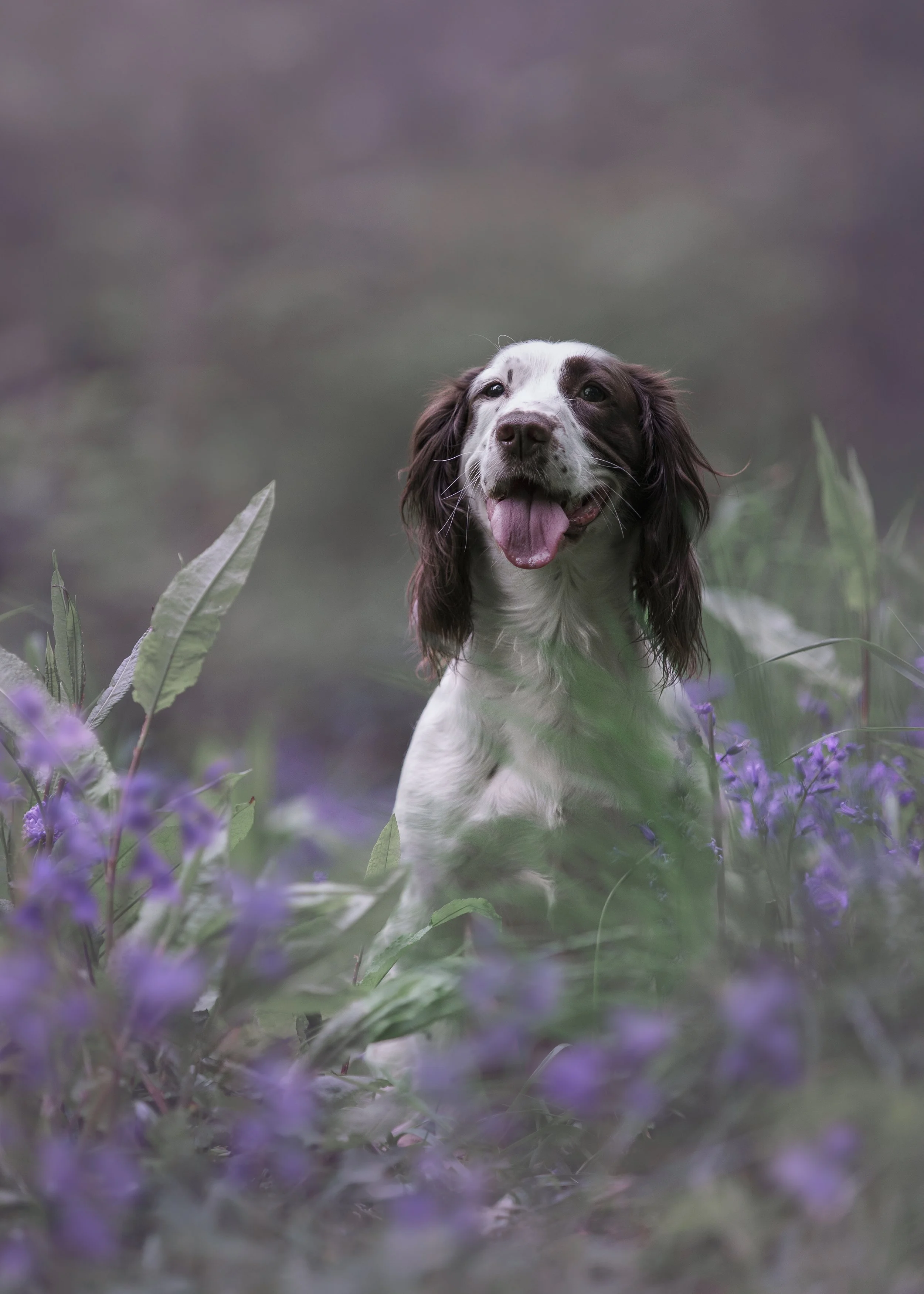 A happy dog with long ears and a white coat with black spots, sitting amidst purple flowers and green leaves in a natural outdoor setting.
