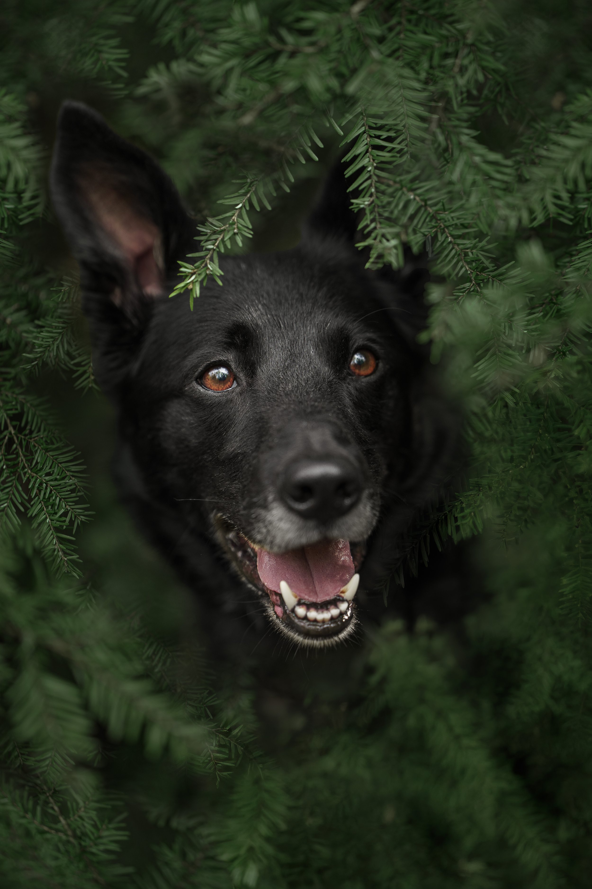 Fen Fern.jpg