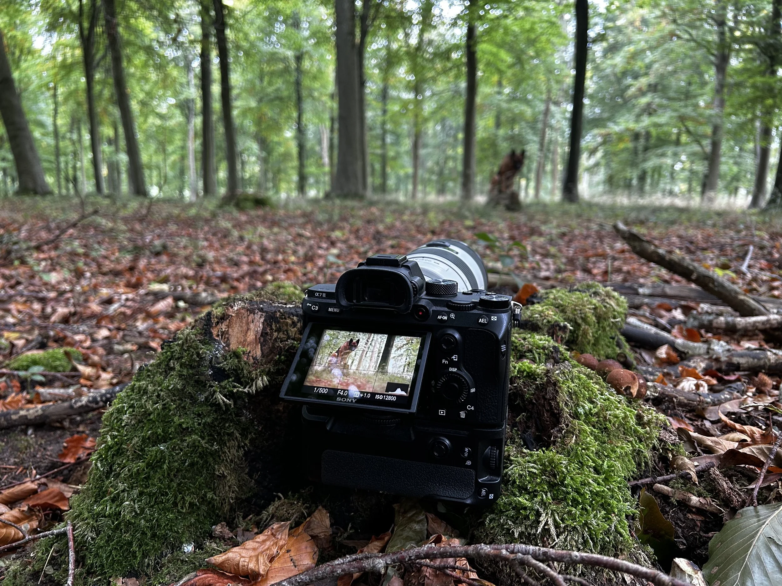 Camera on a moss-covered log in a forest with green trees and fallen leaves, with a dog visible in the background.