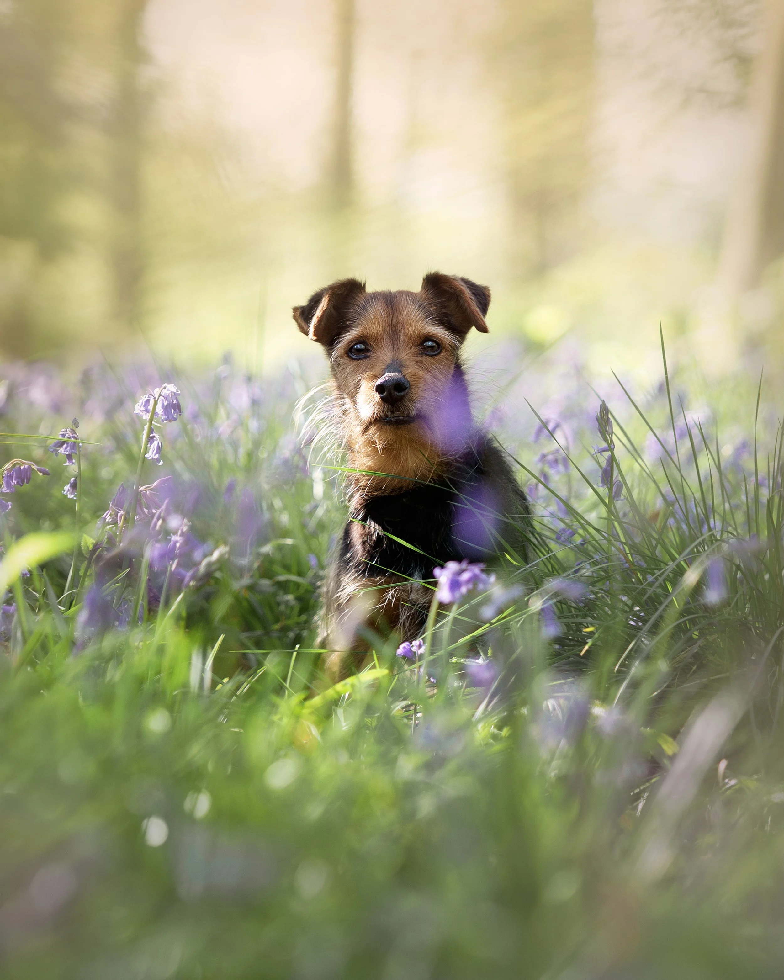 A small dog with brown and black fur sitting in a field of purple flowers, with a blurred forest background.