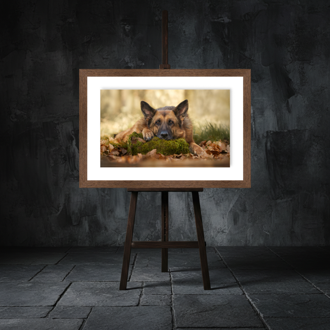 A framed photograph of a German Shepherd laying down on autumn leaves and moss, with a blurred outdoor background, displayed on an easel against a dark textured wall.