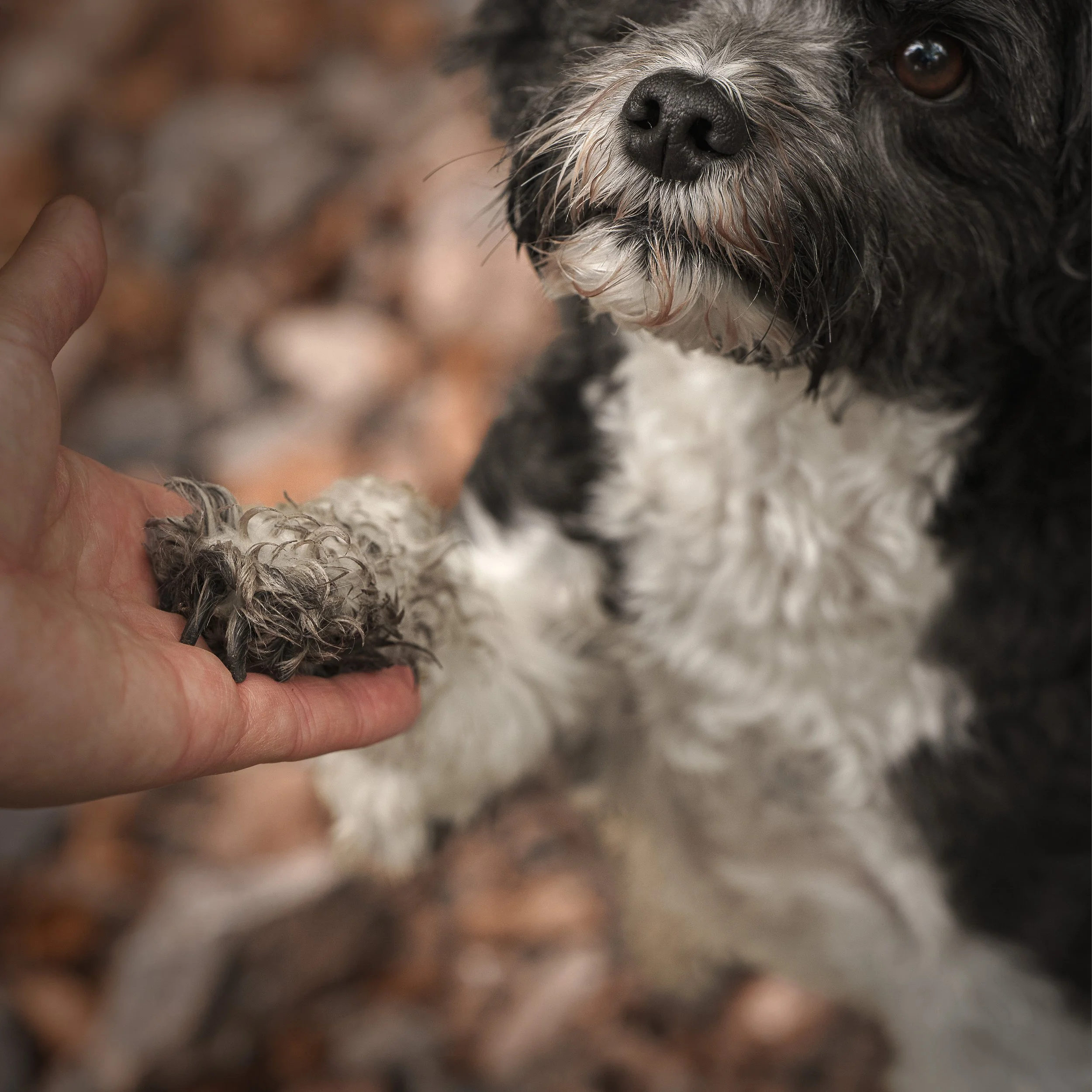 Roo paw.jpg