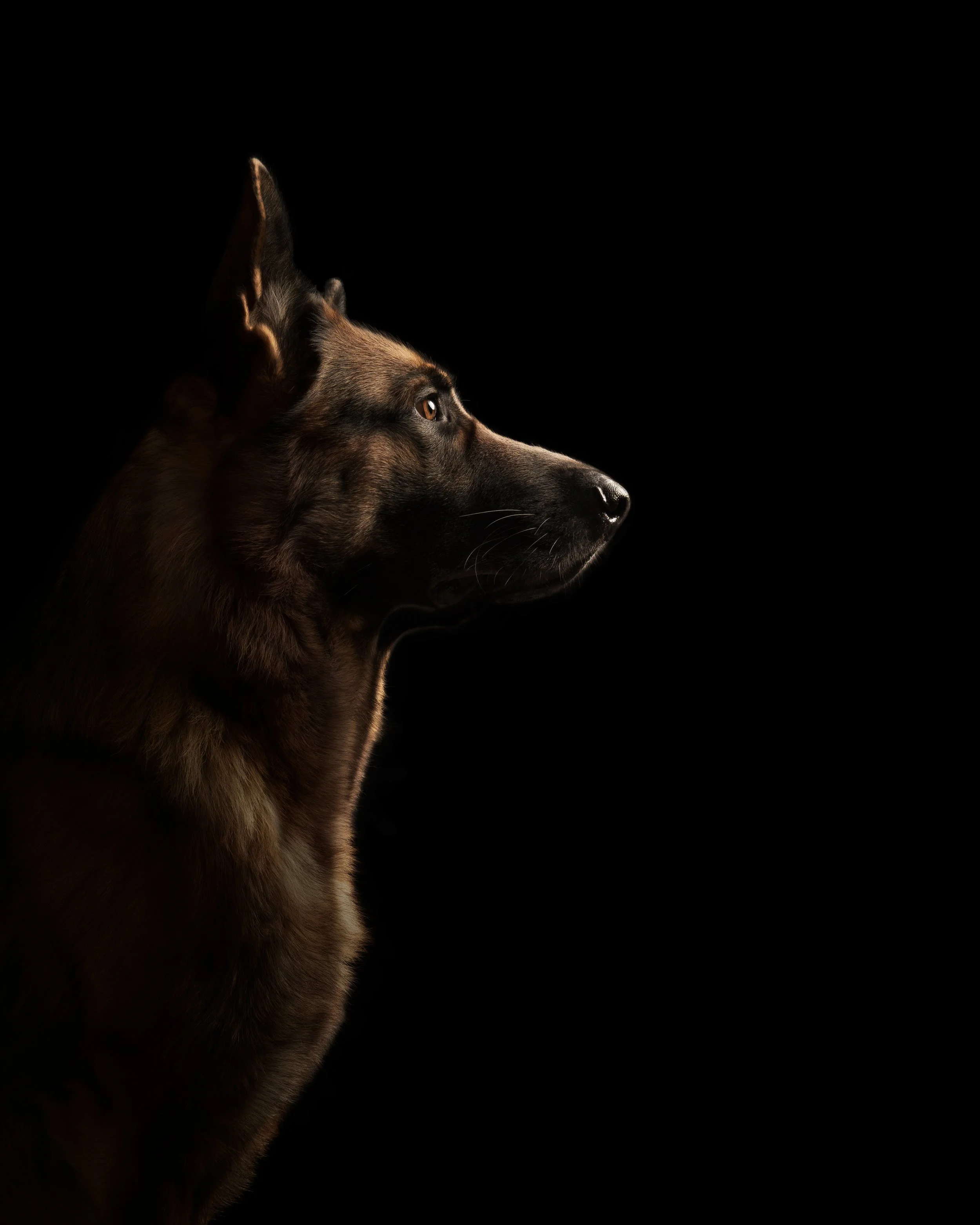 Side profile of a brown and black dog, looking to the right, against a dark background.
