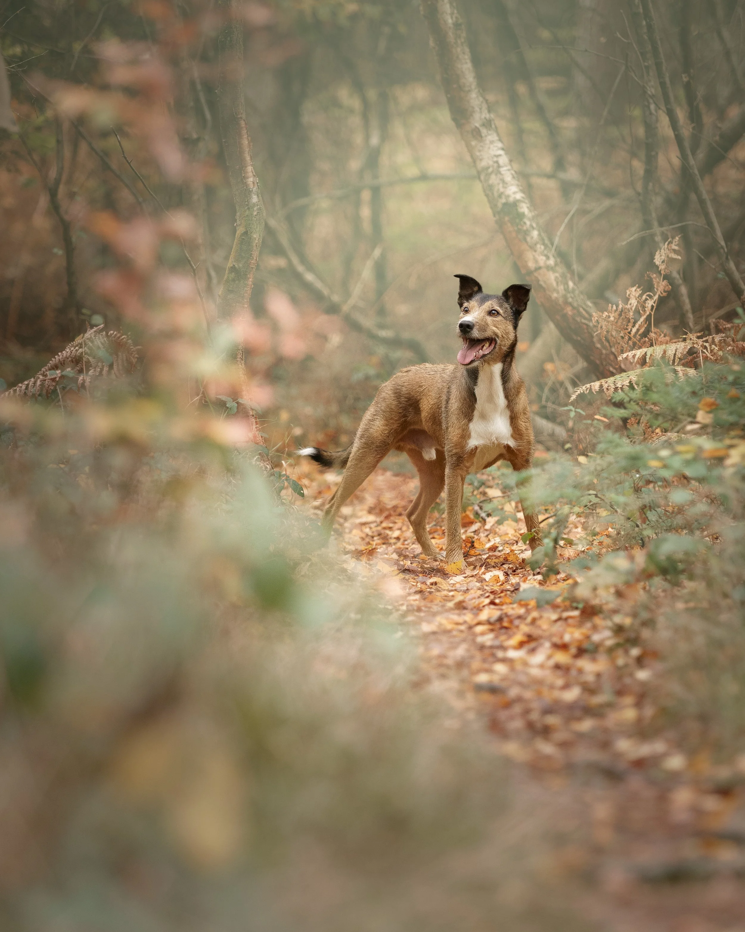 A dog standing on a forest trail covered with leaves, surrounded by trees and foliage.