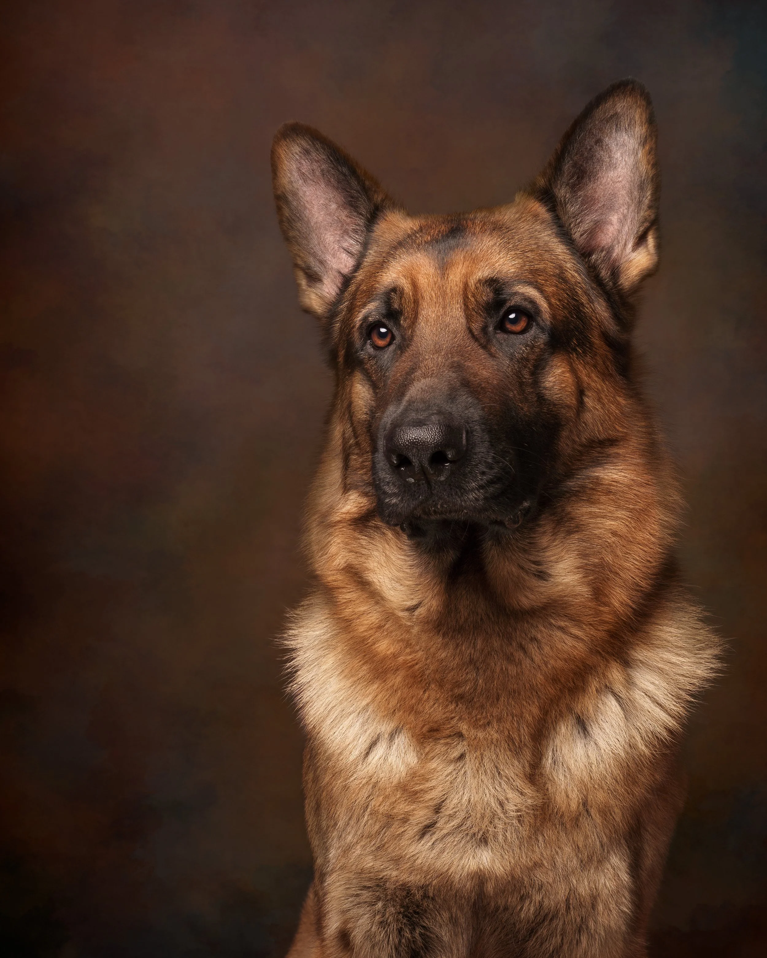 A German Shepherd dog looking to the side against a dark background.
