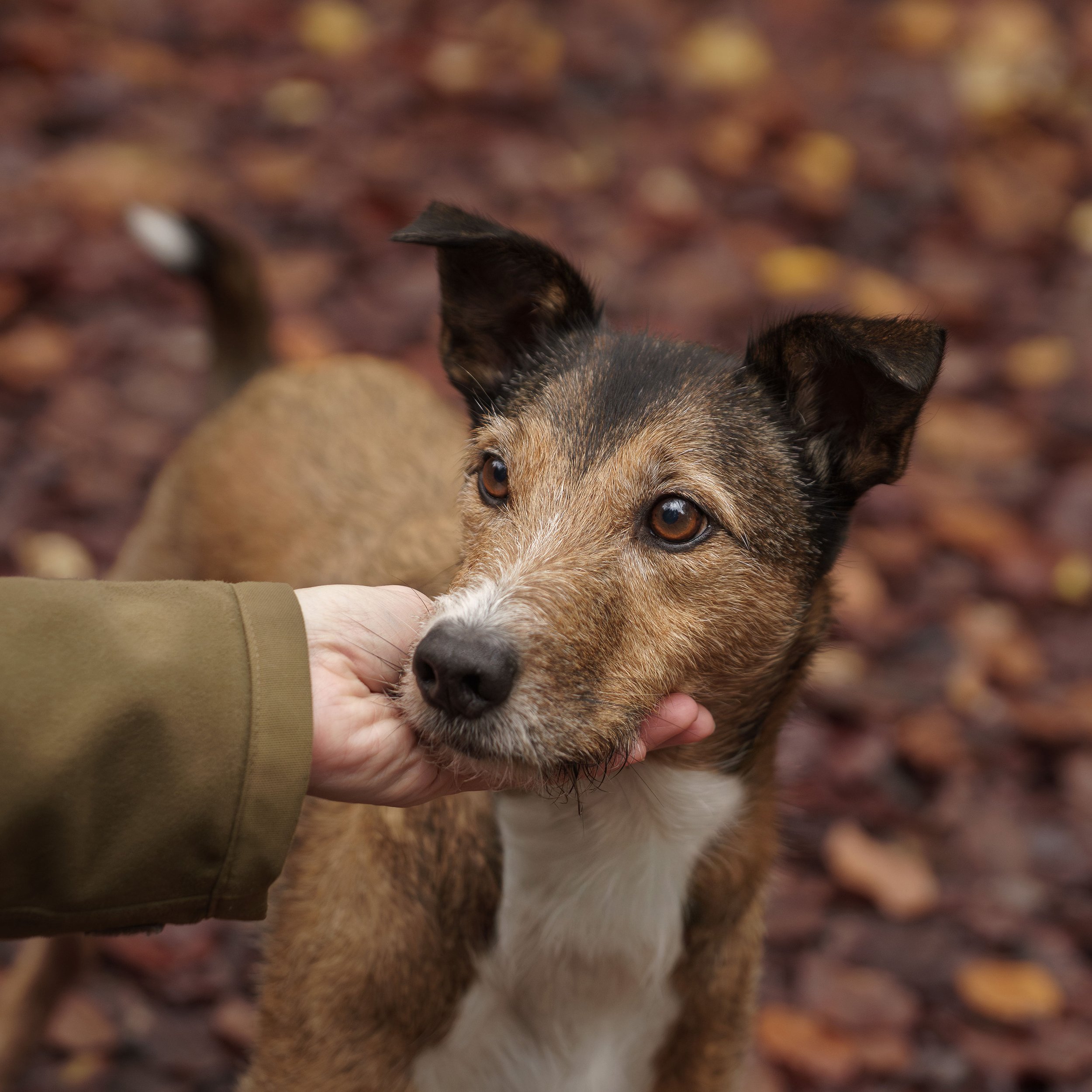 A person in a green jacket gently holds a dog's chin as the dog looks off to the side. The dog has brown and black fur, with a white patch on its chest. The background is filled with fallen autumn leaves.