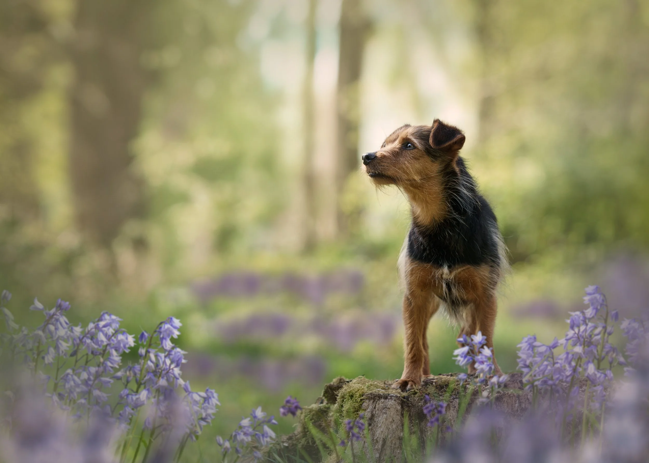 A small dog with brown and black fur standing on a moss-covered tree stump in a forest with green trees and purple flowers.