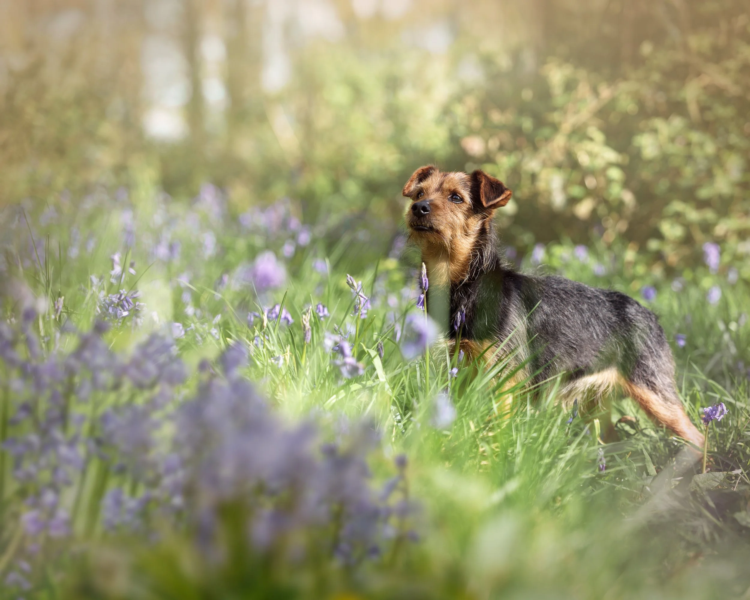 A dog standing in a grassy field with purple flowers, trees in the background, and sunlight filtering through the leaves.