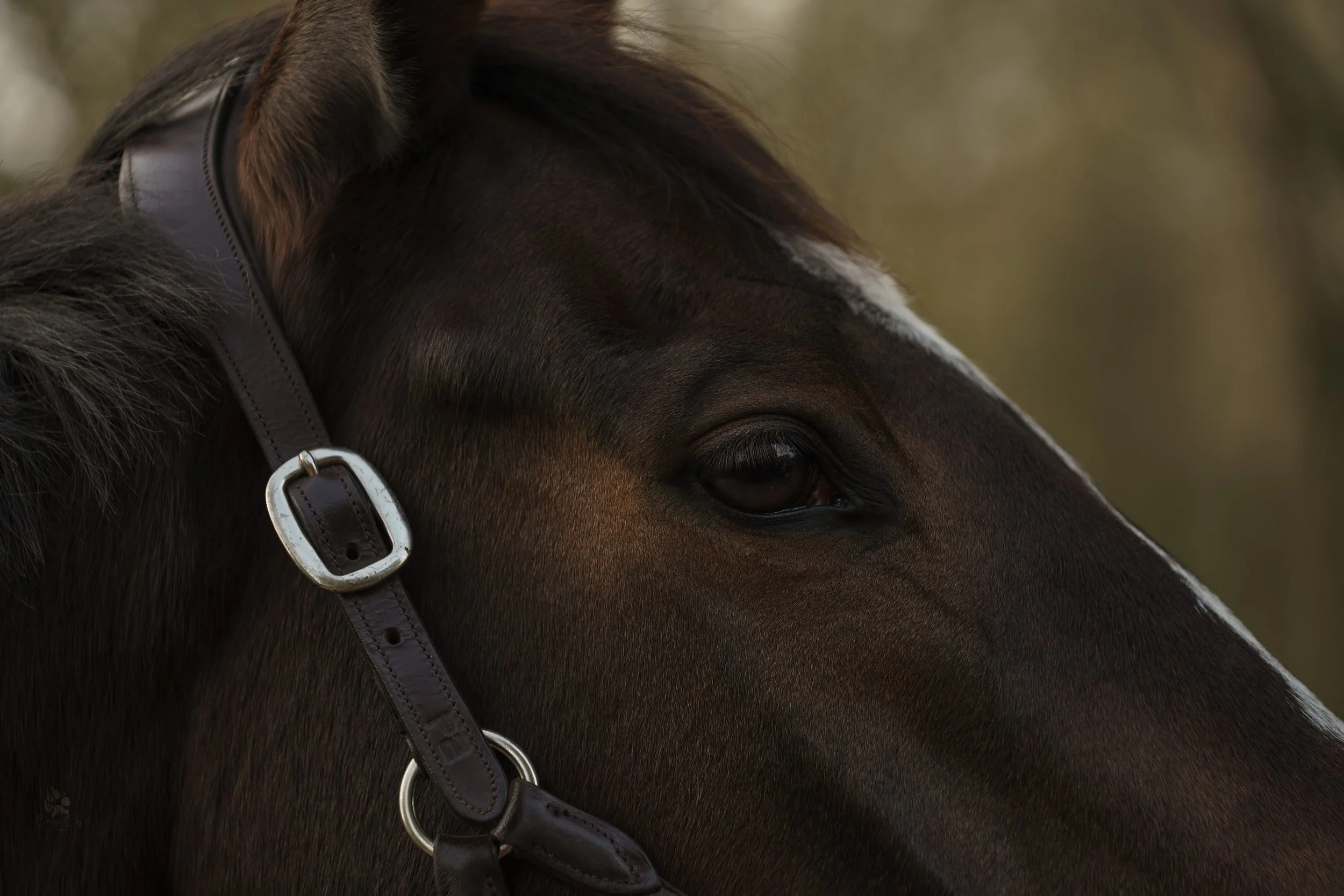 Close-up of a brown horse's head with a black halter, showing its eye and part of its face.