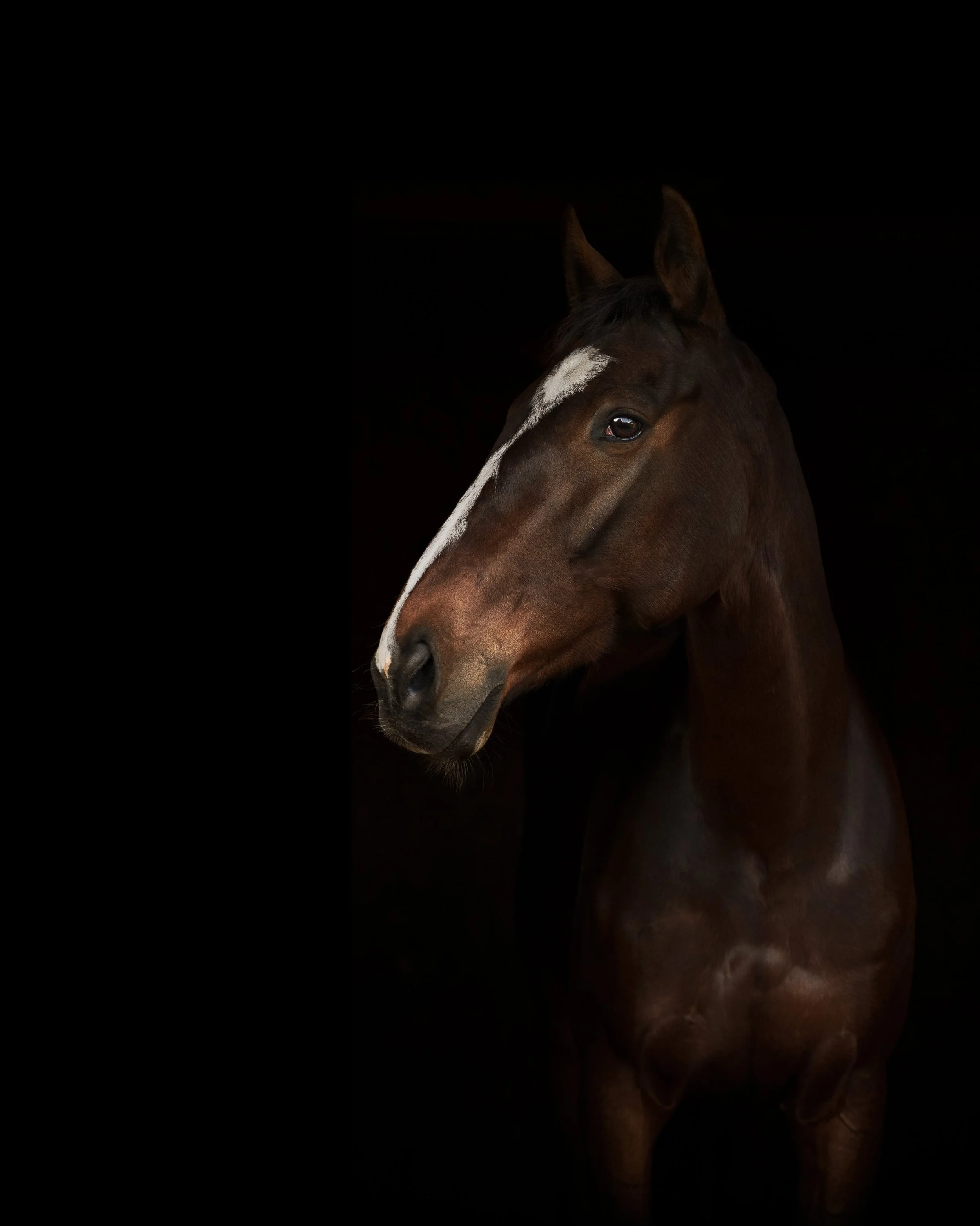 Close-up of a brown horse with a white stripe on its face against a black background.