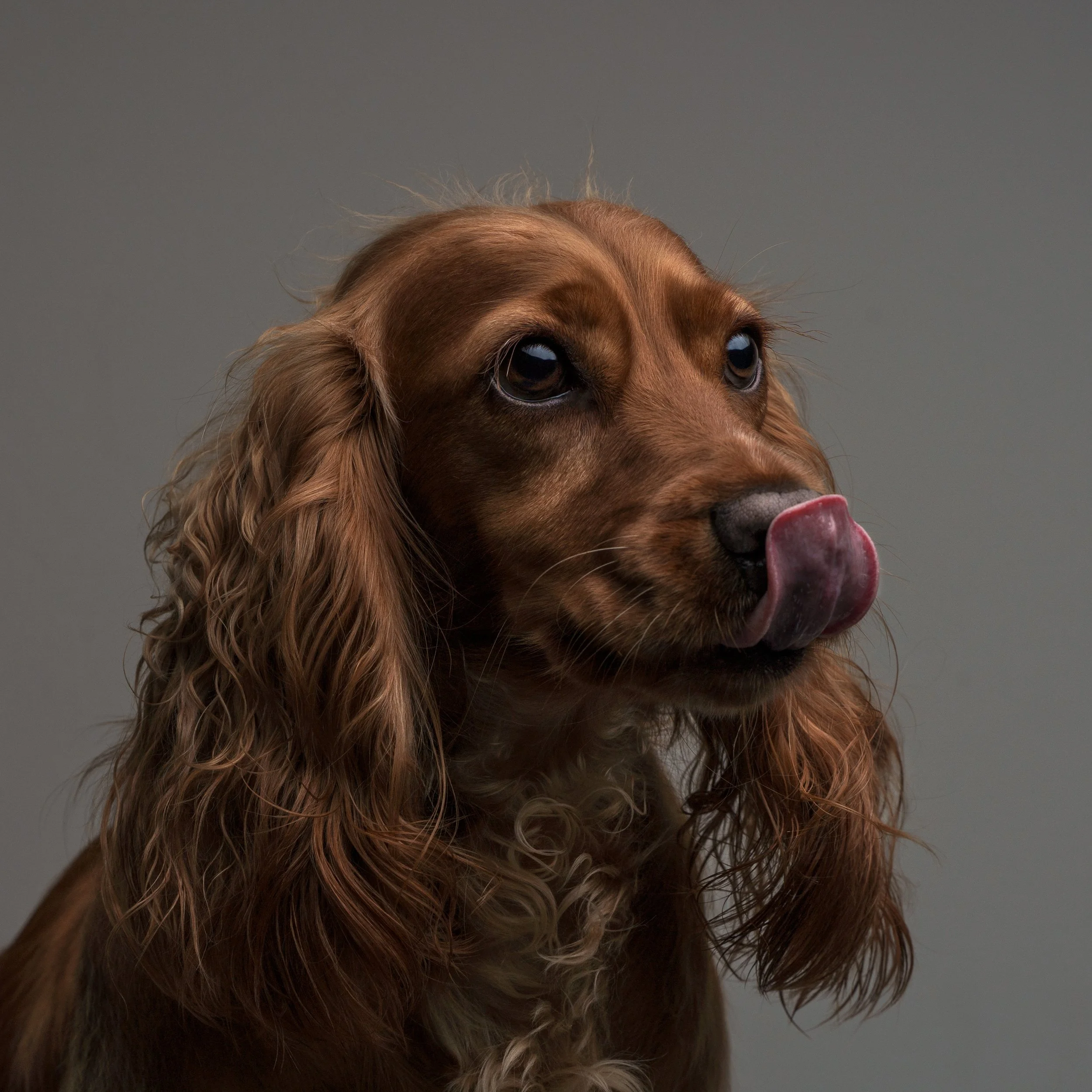 Close-up of a brown dog with long, curly ears licking its nose against a gray background.