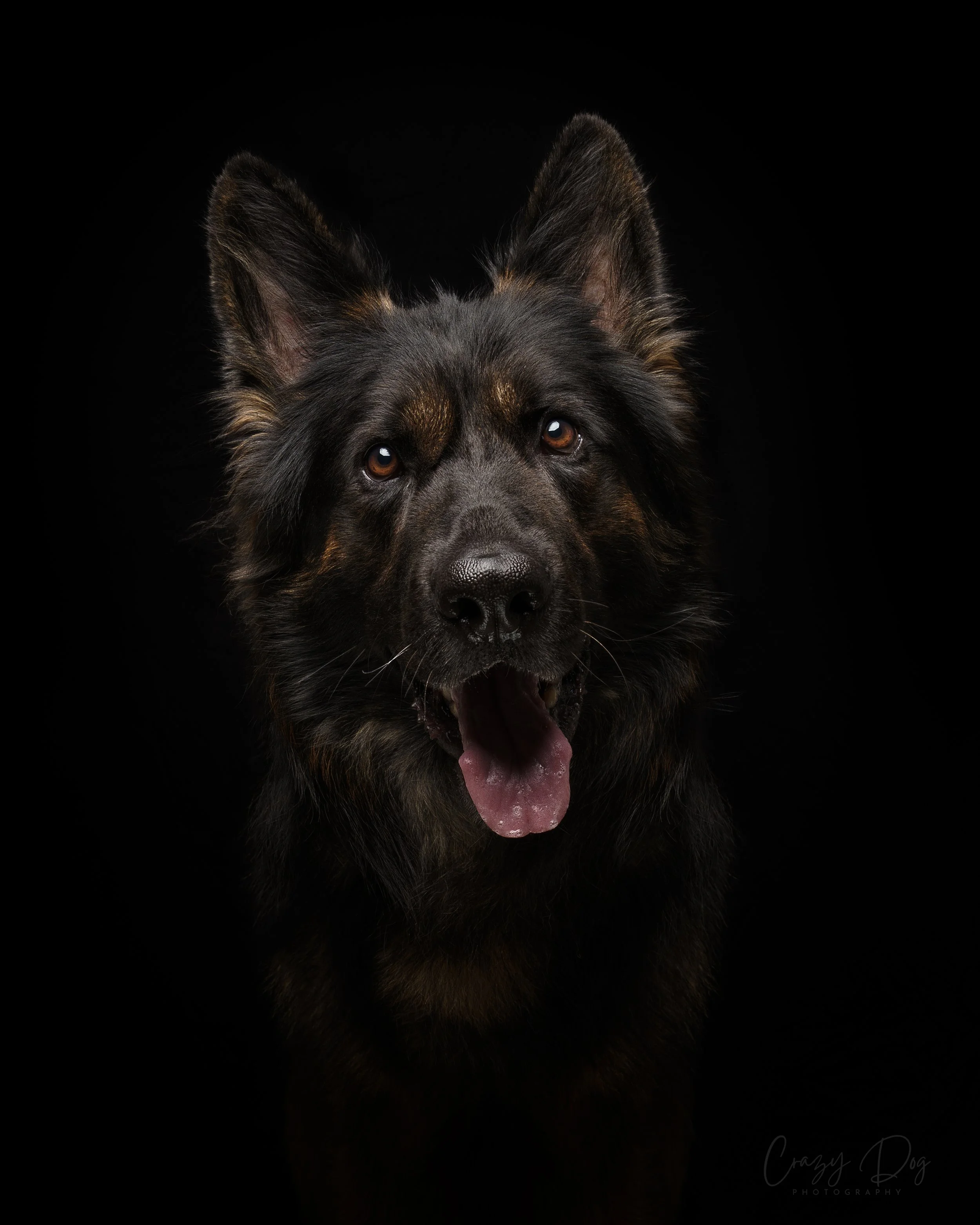 Close-up of a black and brown dog with pointed ears, showing its face and open mouth, against a black background.