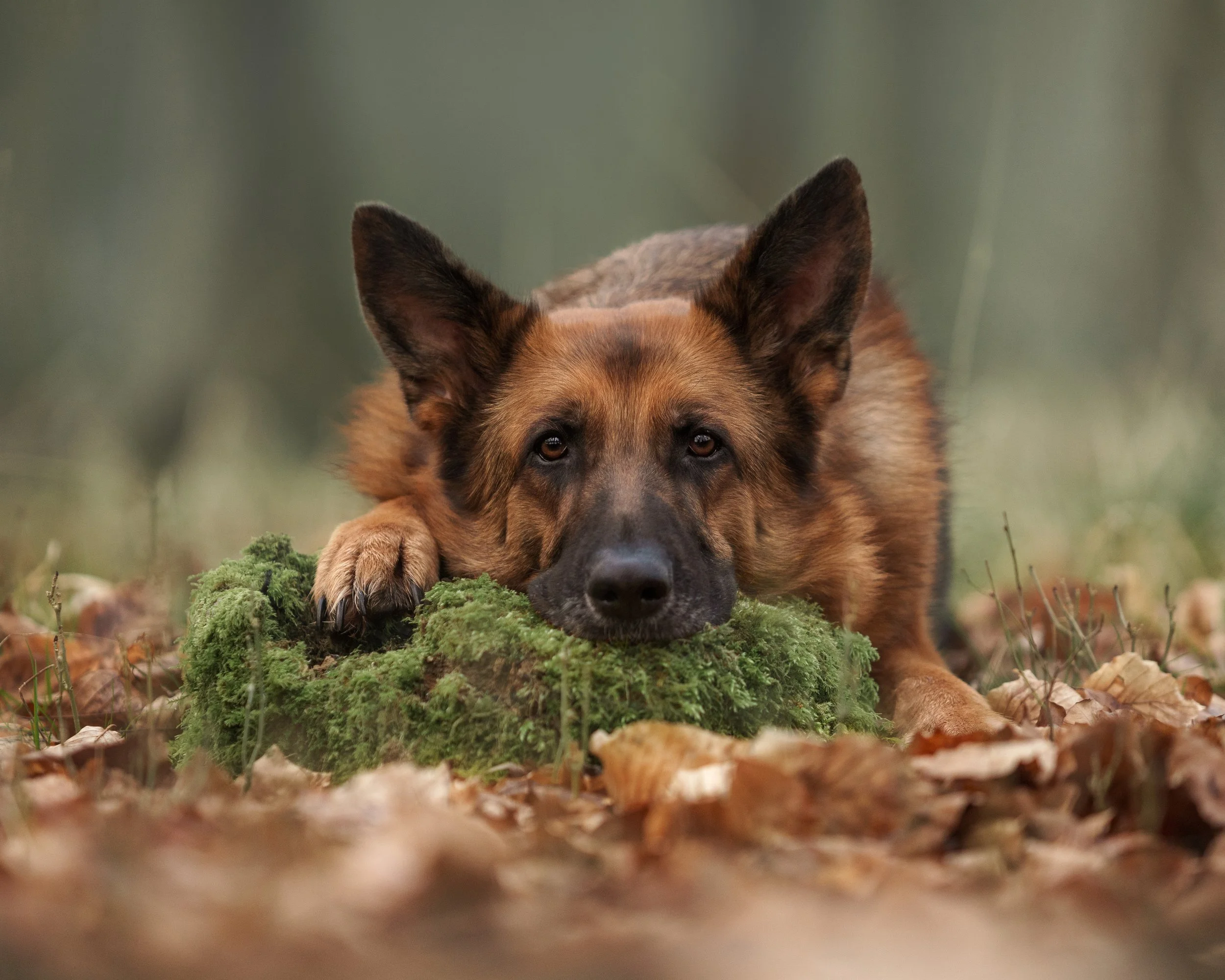 A German Shepherd lying down with head resting on a moss-covered rock in a forest setting.