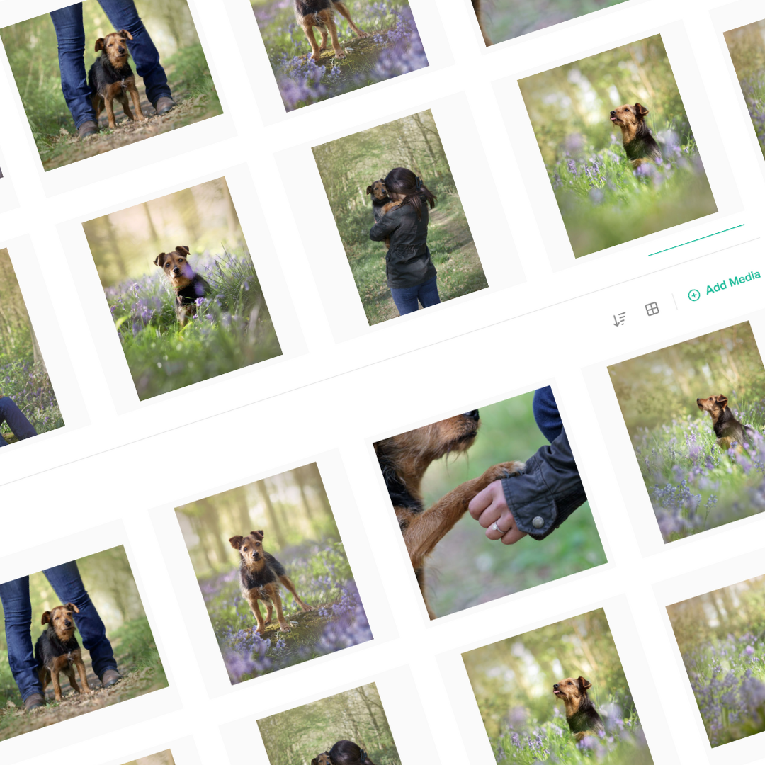 Photos of a small brown and black dog in a forest, with some images showing the dog sitting among purple flowers and others showing a person holding the dog's paws.