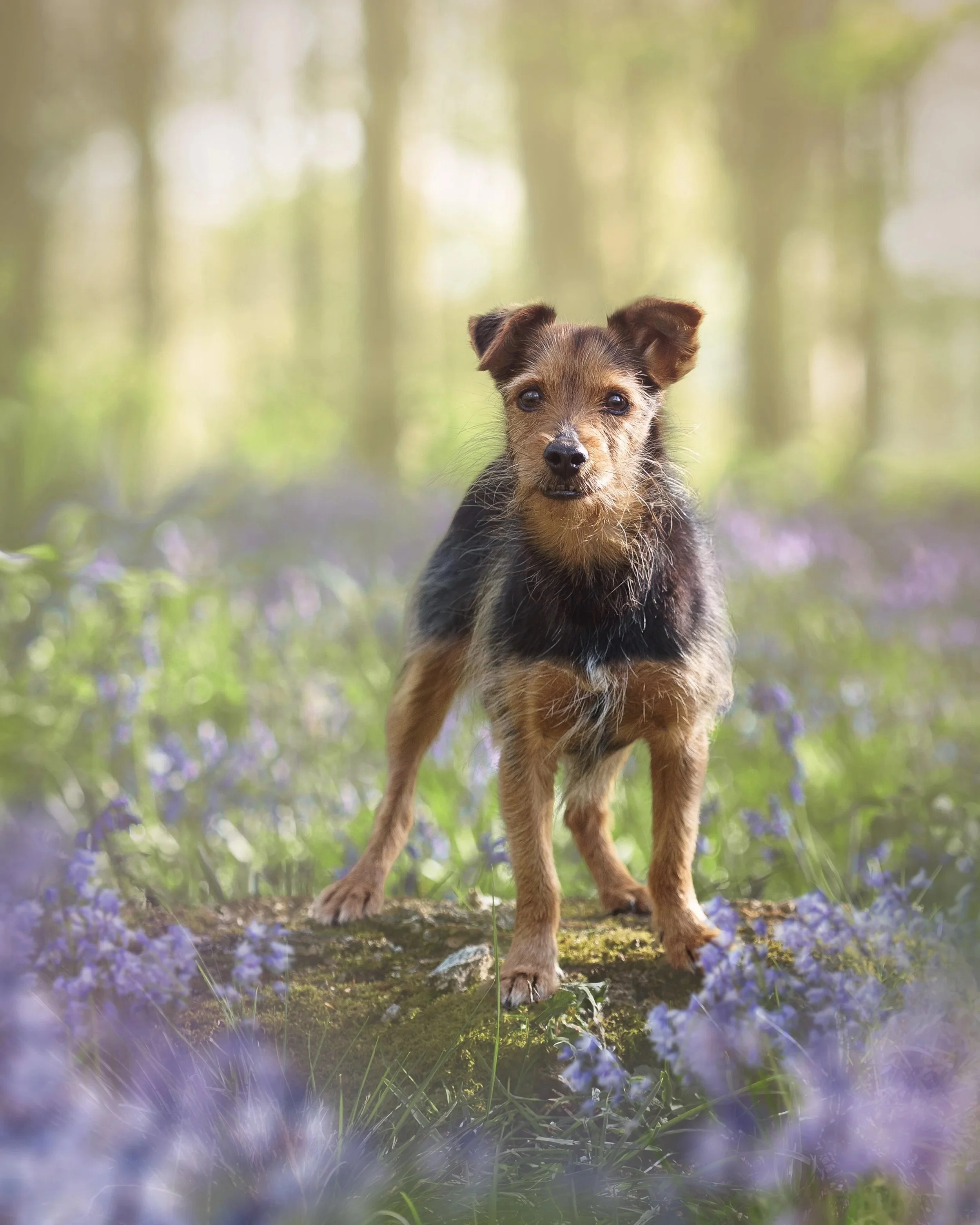 A small dog standing on a mossy log surrounded by blue flowers in a forest with trees in the background.