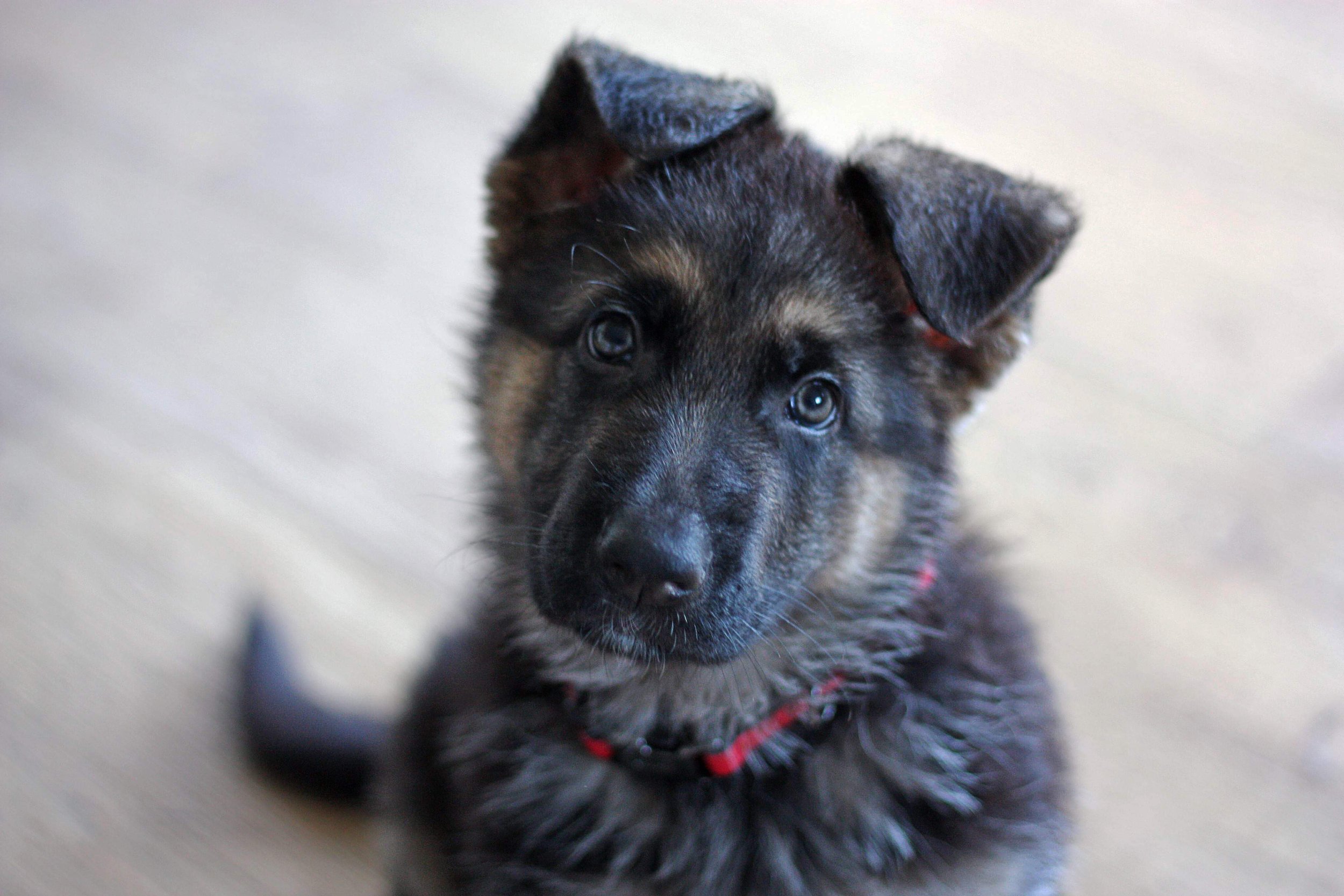 A young puppy with dark fur and tan markings on its face and chest, looking up with curious eyes, wearing a red collar, sitting on a light-colored surface.