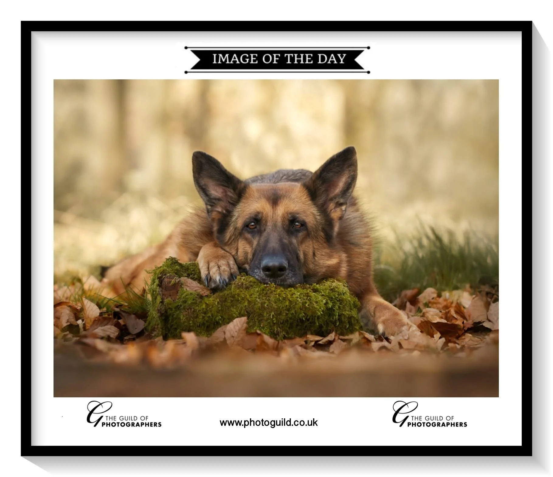 A German Shepherd dog lying on the ground on a mossy patch in a forest, resting its head on a moss-covered rock and looking at the camera.