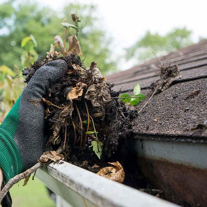 A gloved hand removing dirt, leaves, and small plants from a gutter on a house roof.