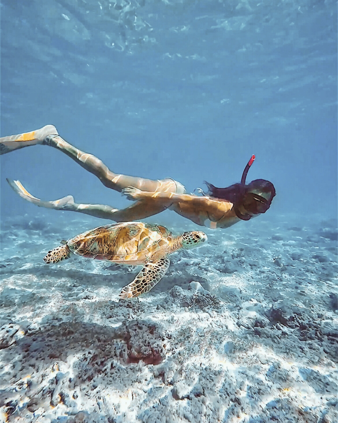 Snorkeling with sea turtles