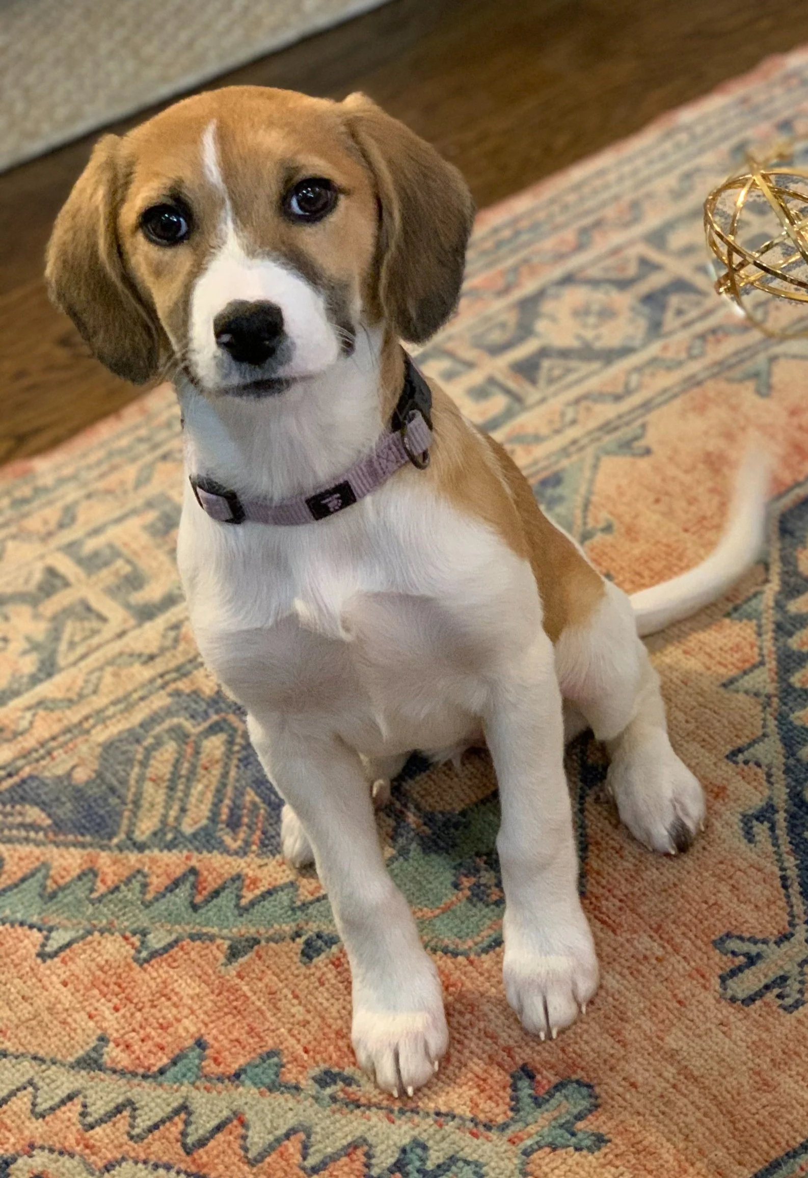 A young puppy with brown and white fur, sitting on a patterned rug, looking at the camera.