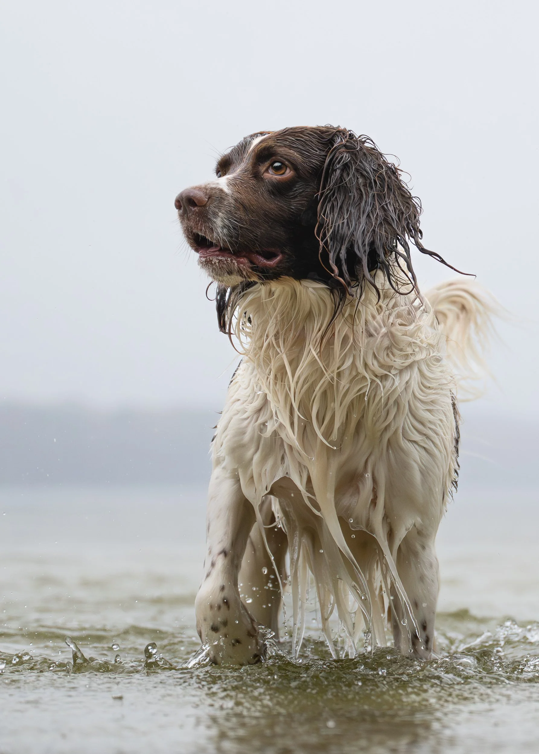 Efterår - part II - vandhundenes årstid