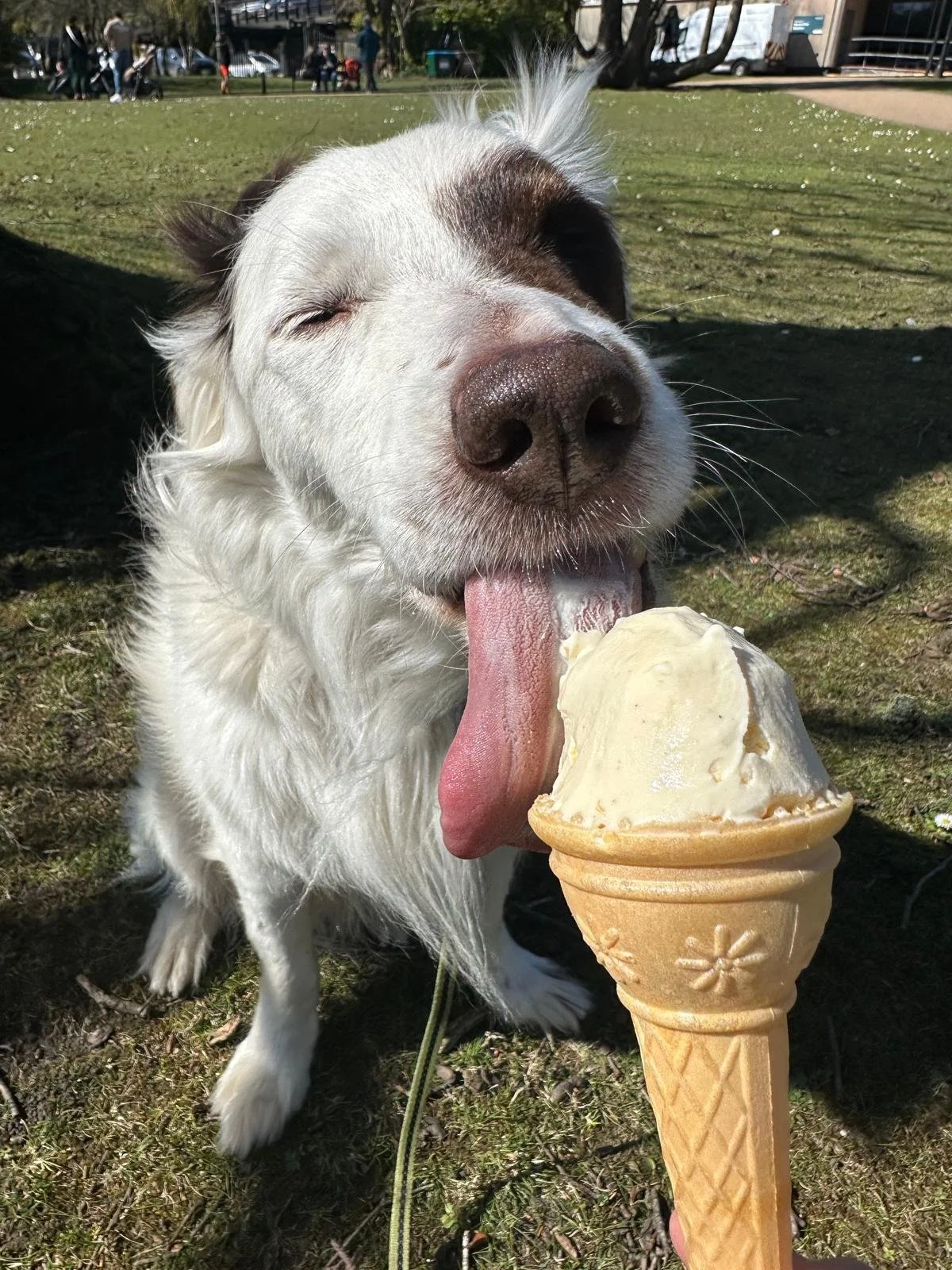 Teddy the rescue collie enjoying ice cream, the inspiration behind Lazy Teds Marketing