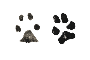 Prince and Teddy paw prints