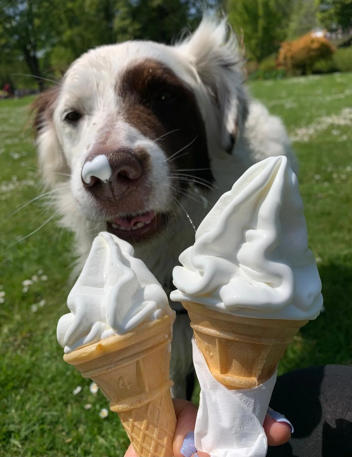 Teddy enjoying a well earned ice cream after a sunny walk