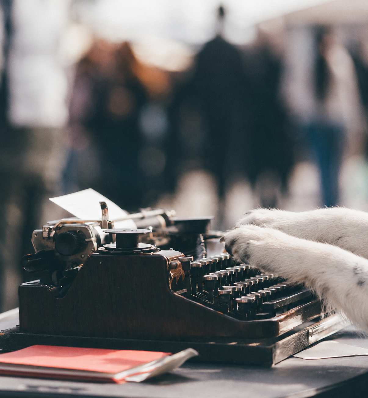 Teddy typing on an old typewriter