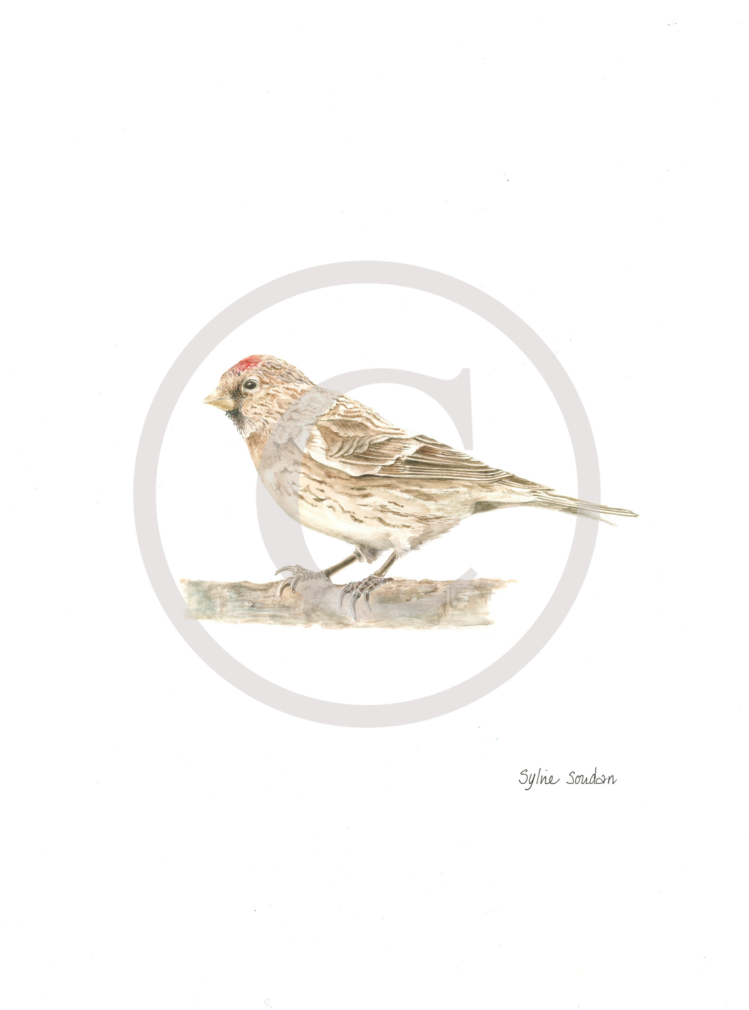 Lesser Redpoll Female Copyright.jpg
