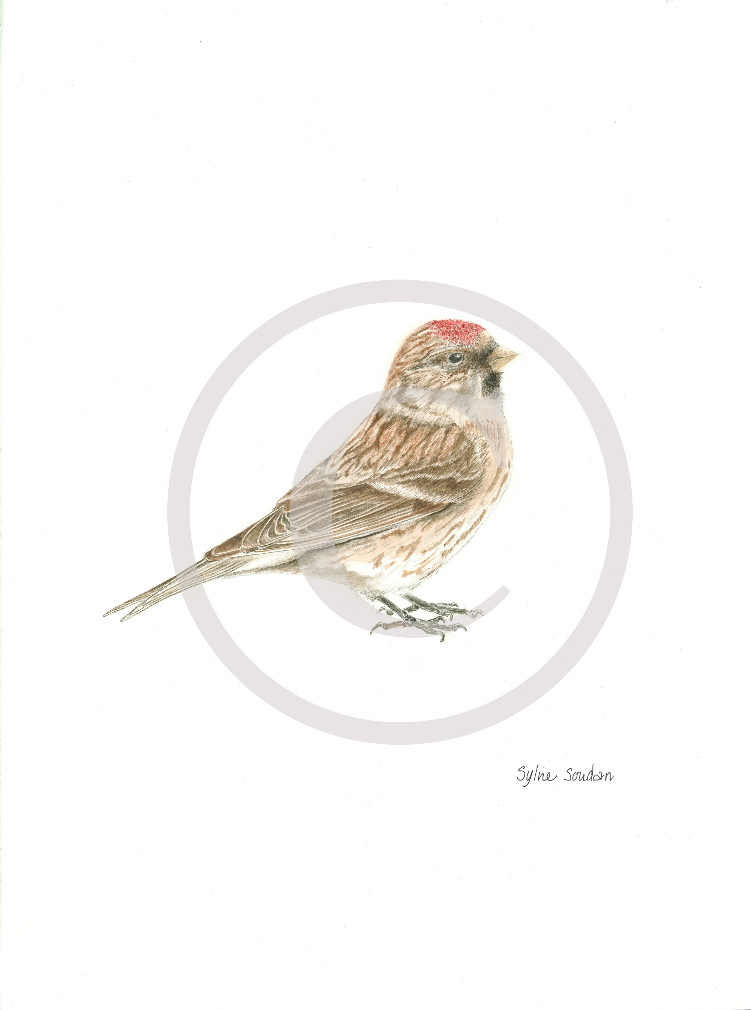 Lesser Redpoll Male Copyright.jpg