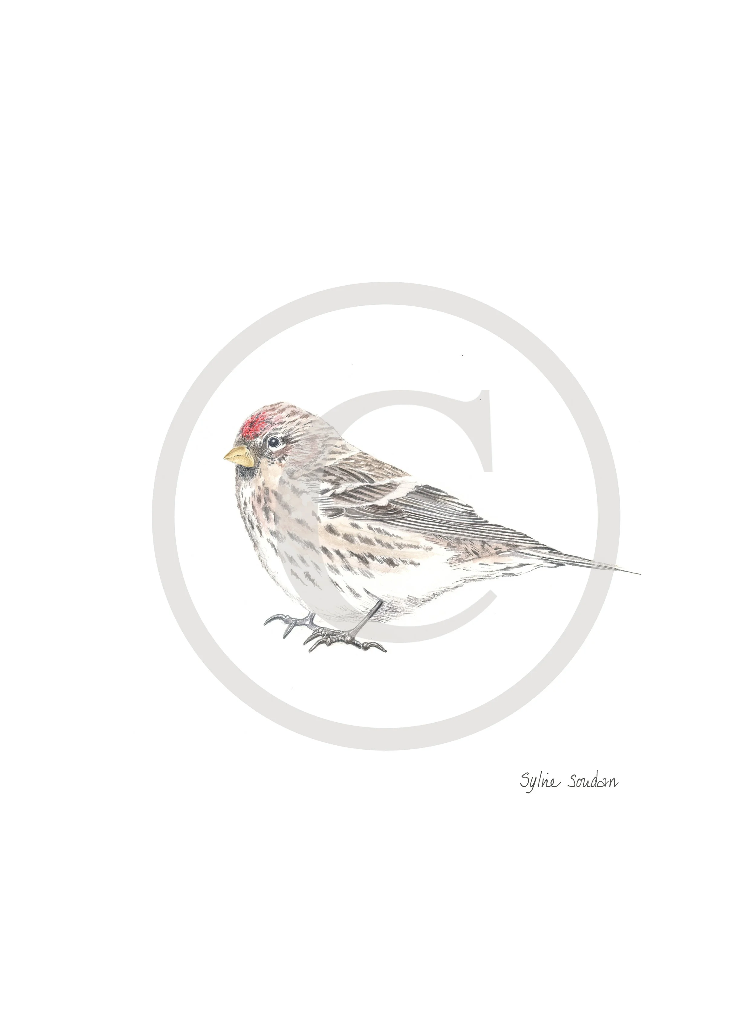 Common Redpoll Female Copyright.jpg